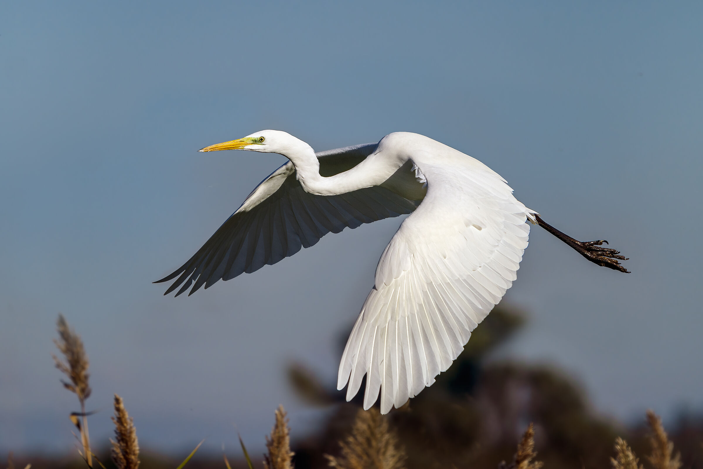 Greater white heron