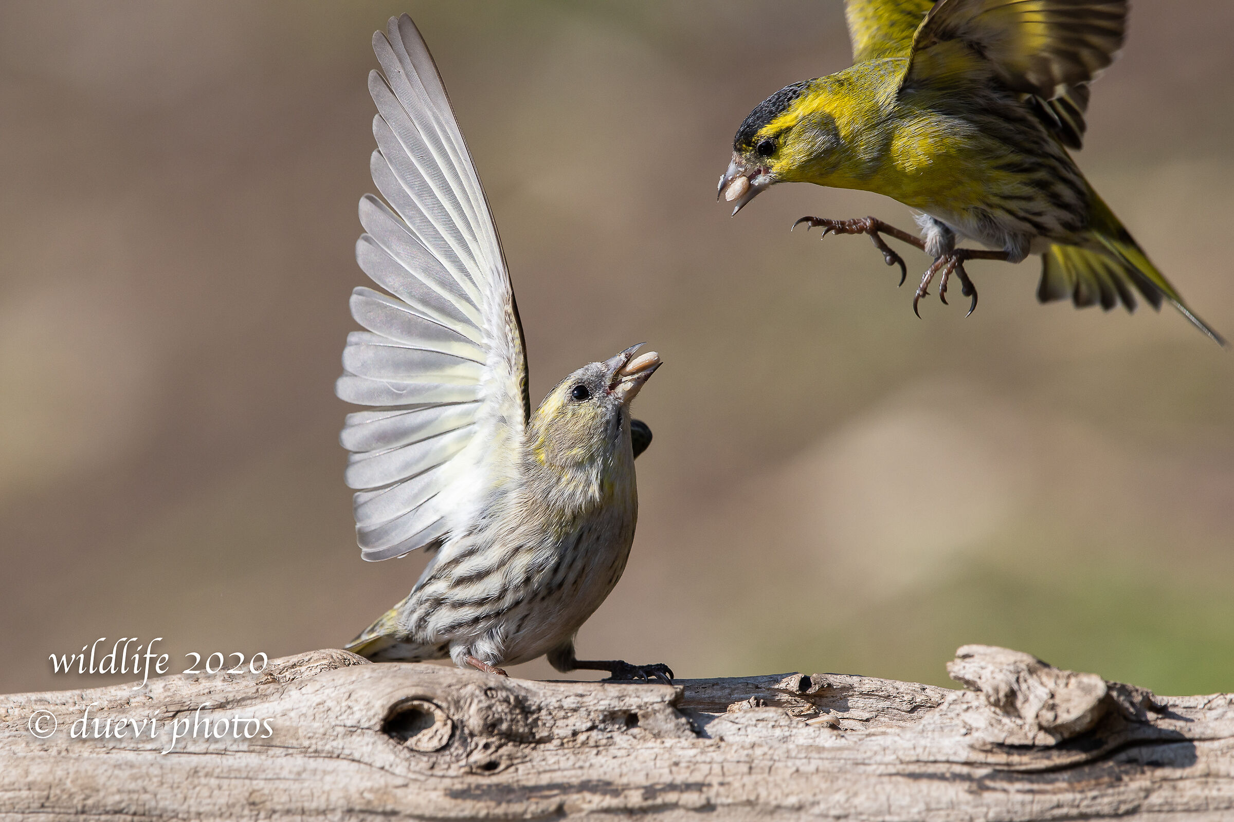 A bit of a snooy - Lucherini