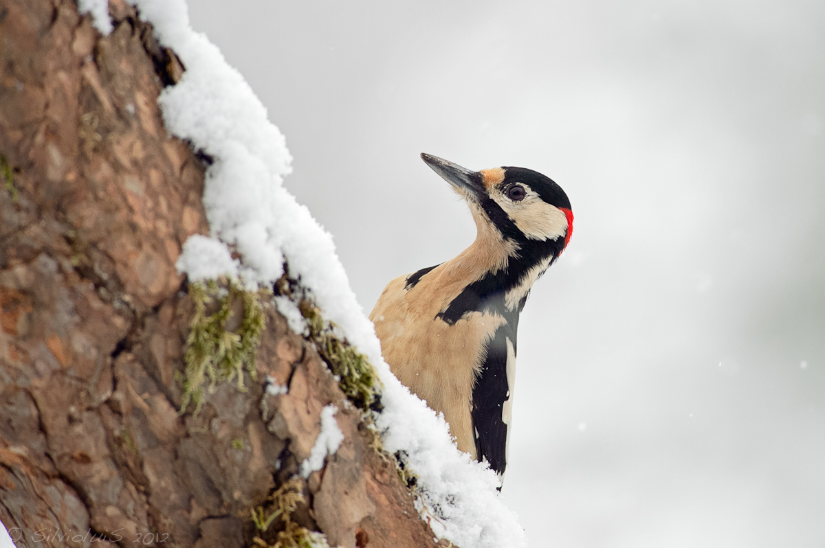 Picchio Rosso Maggiore