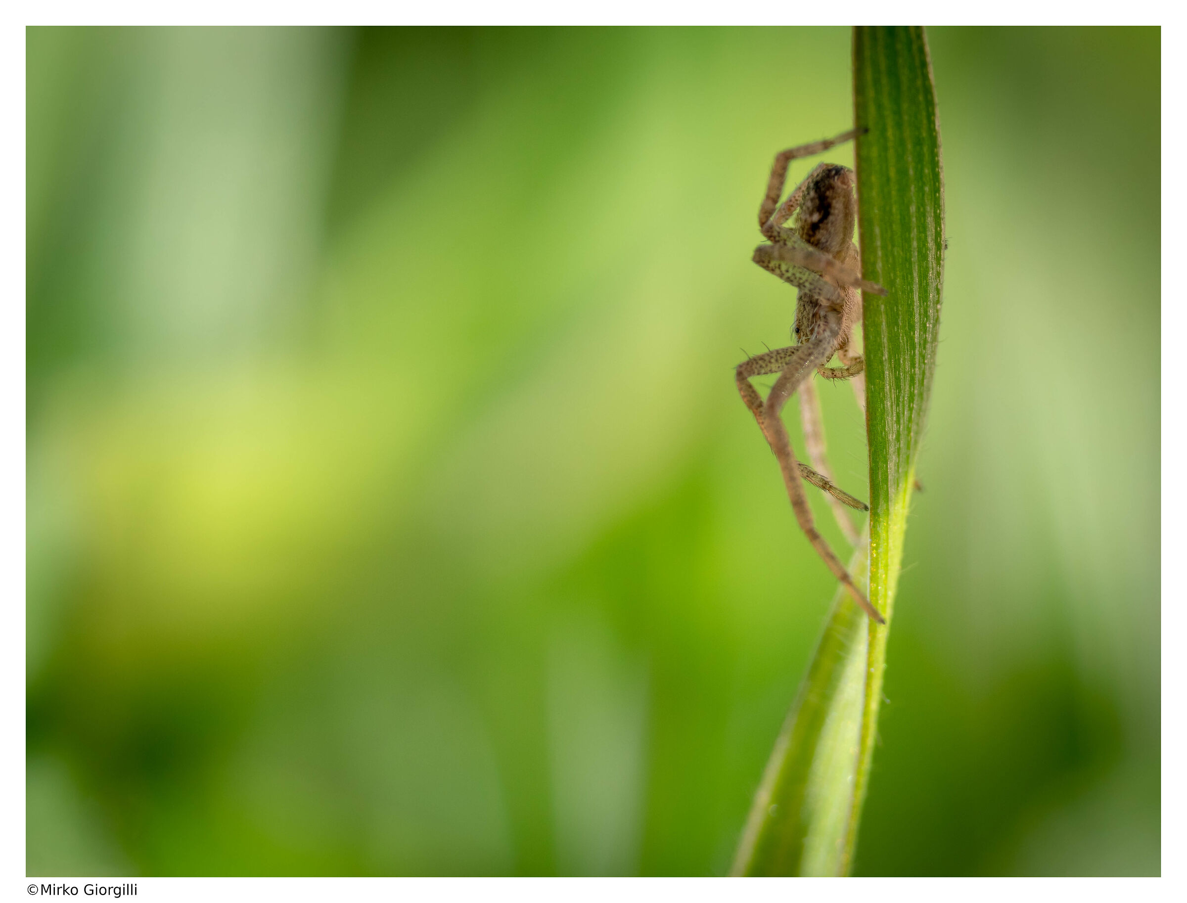 Spider on blade of grass
