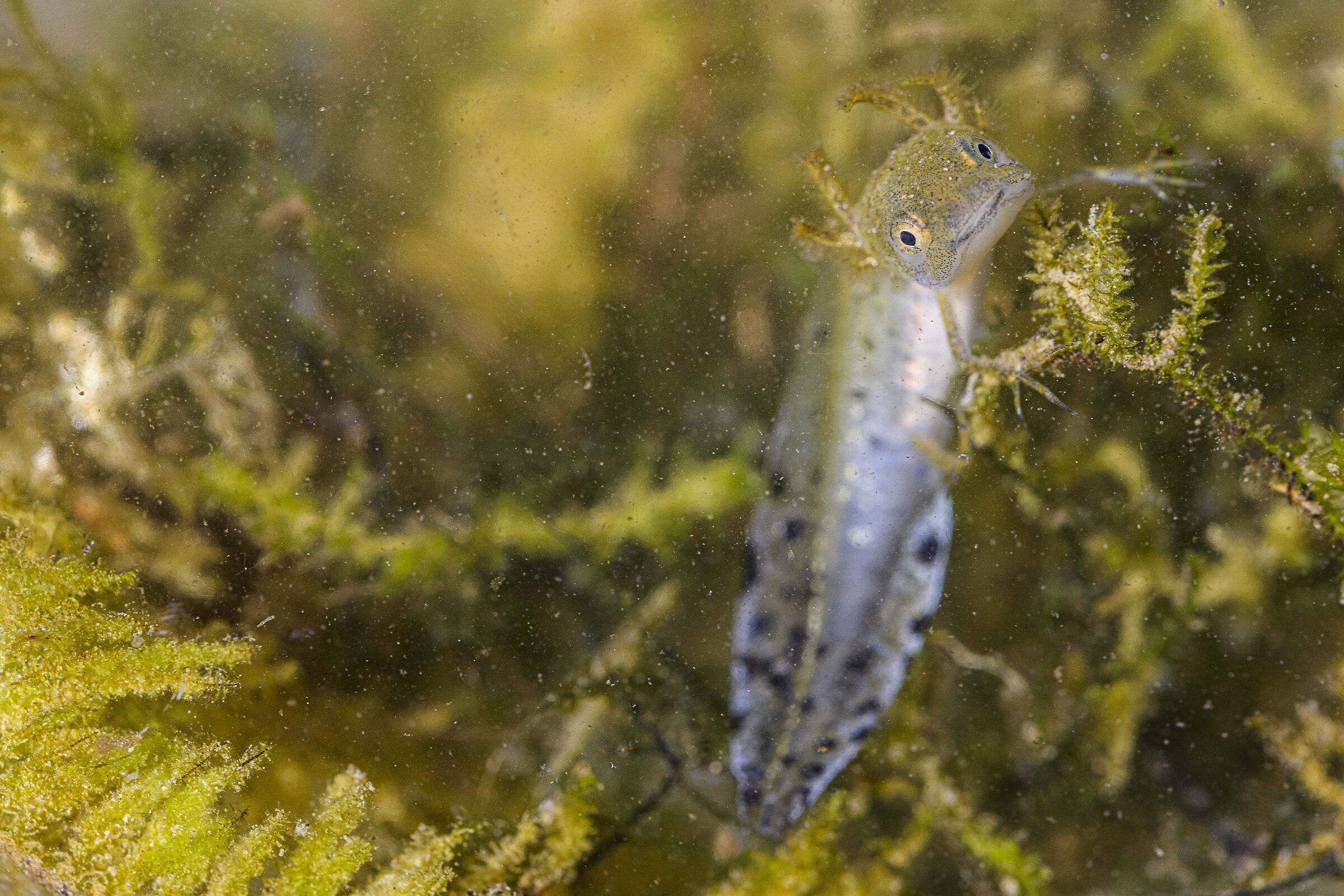 Triton - Casentino Forests National Park
