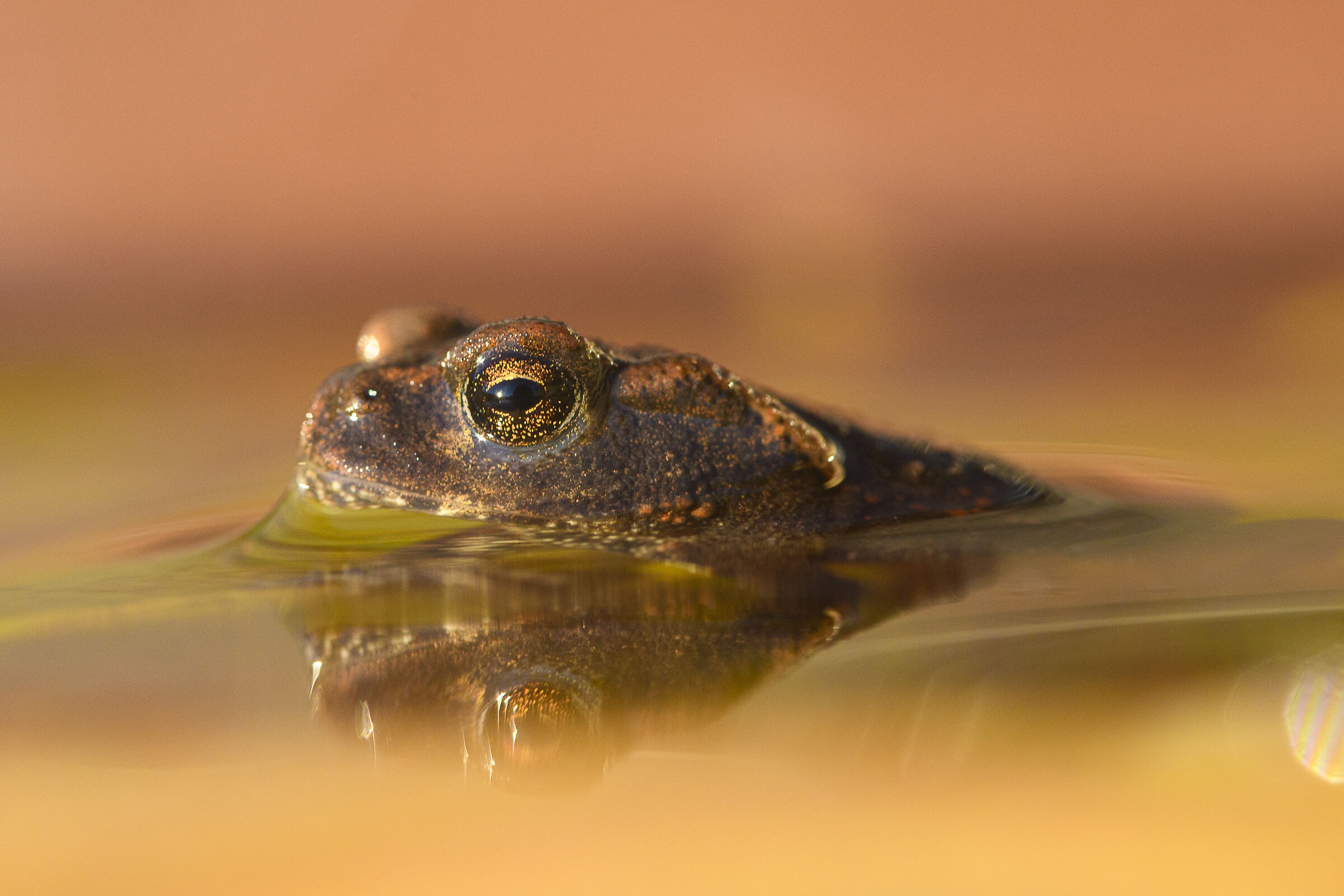Little Toad