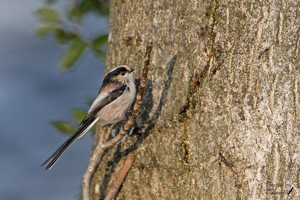 Other long-tailed tit!