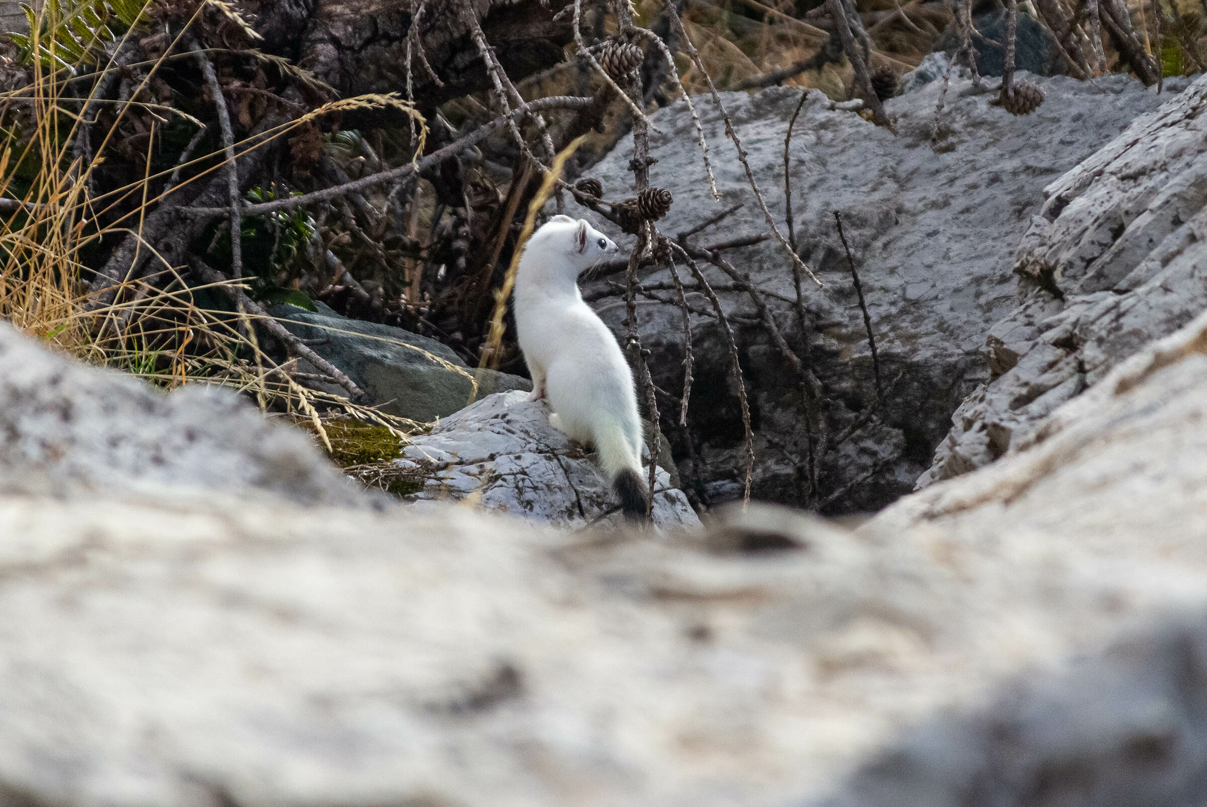 Ermellini ready for winter