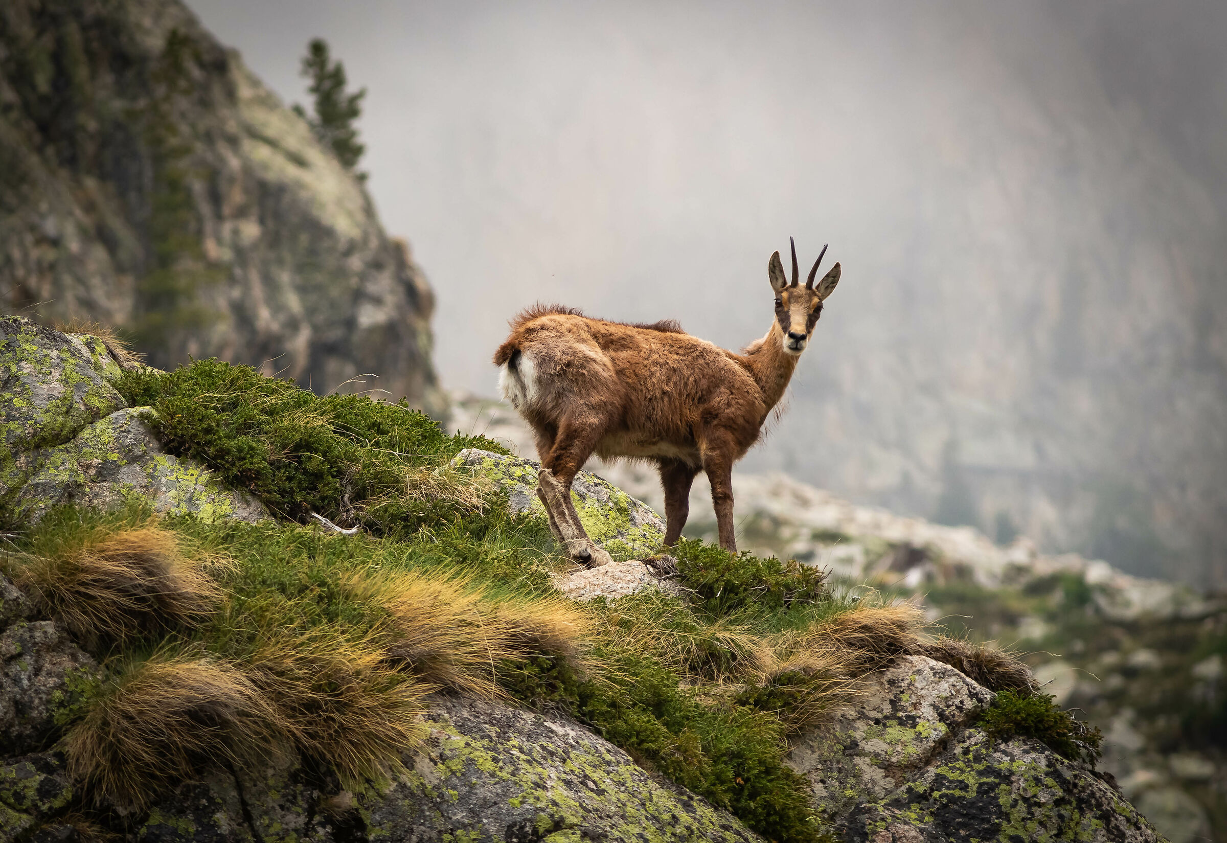 Suede in the Chalk Valley
