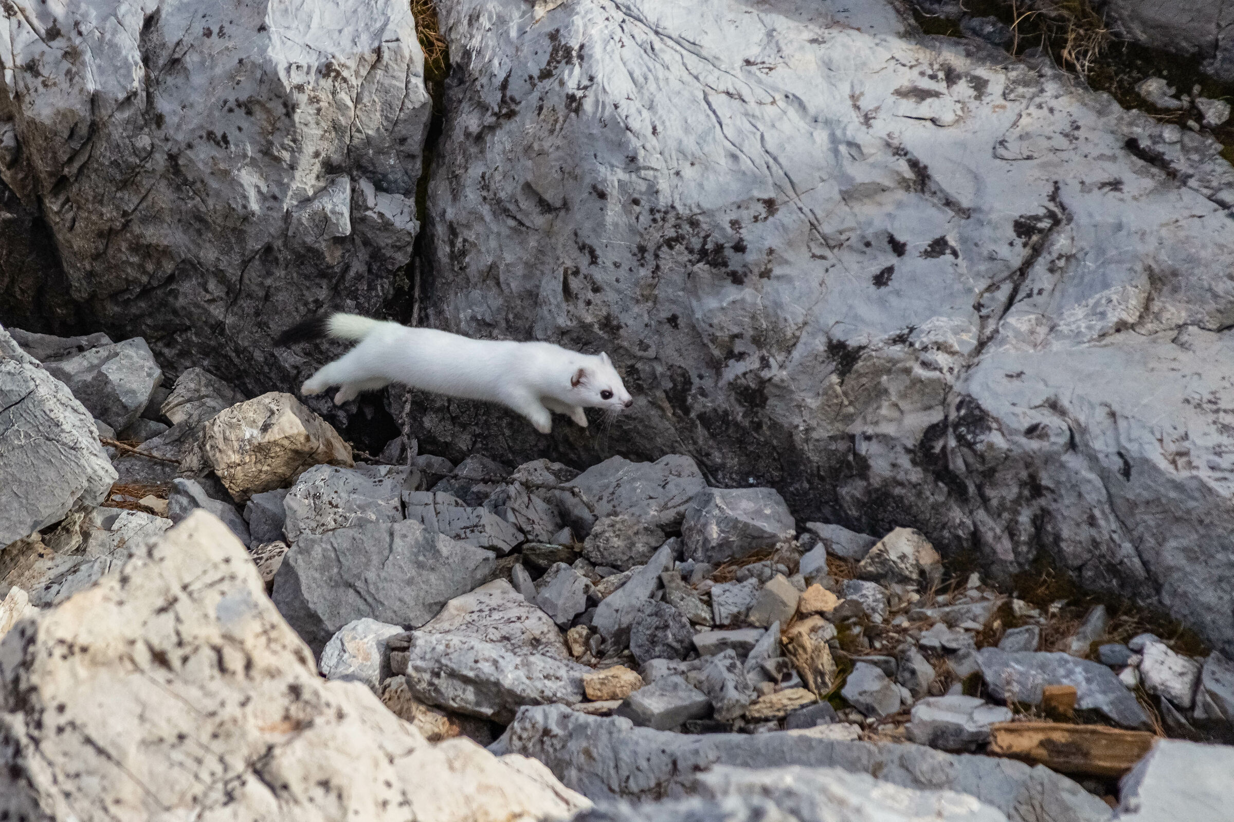 Ermine ready for winter