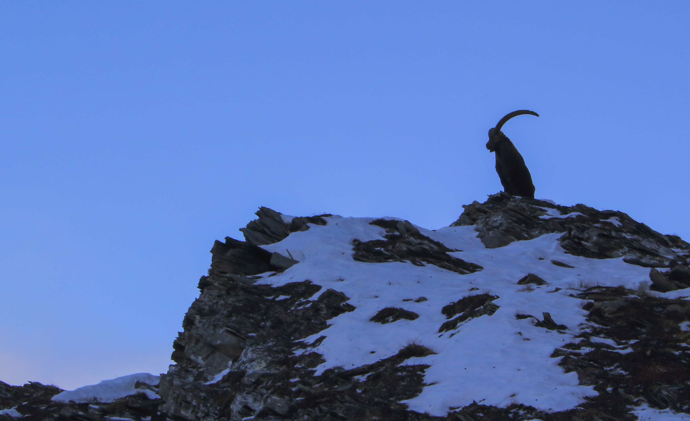 Ibex at dawn