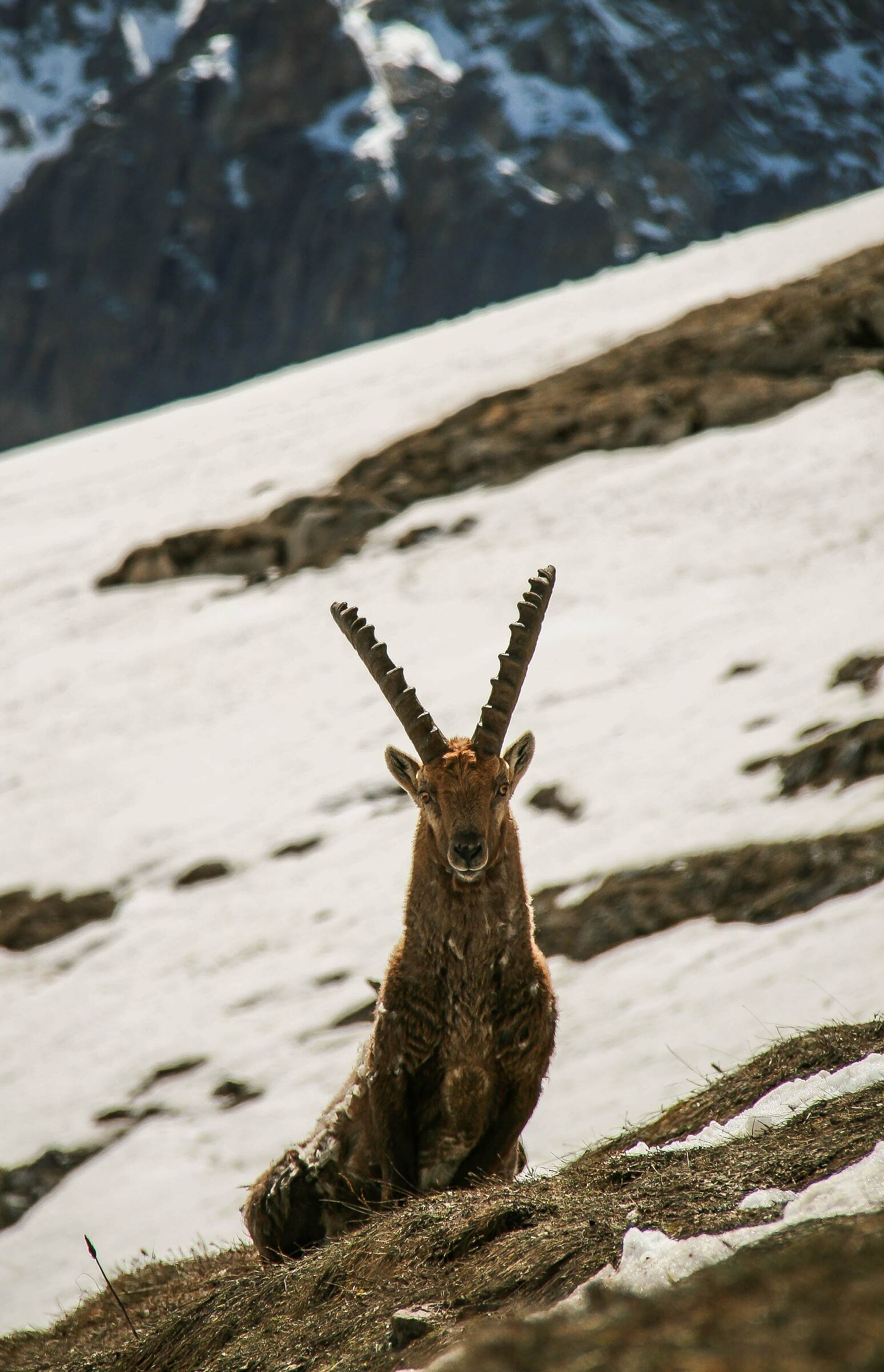 Ibex