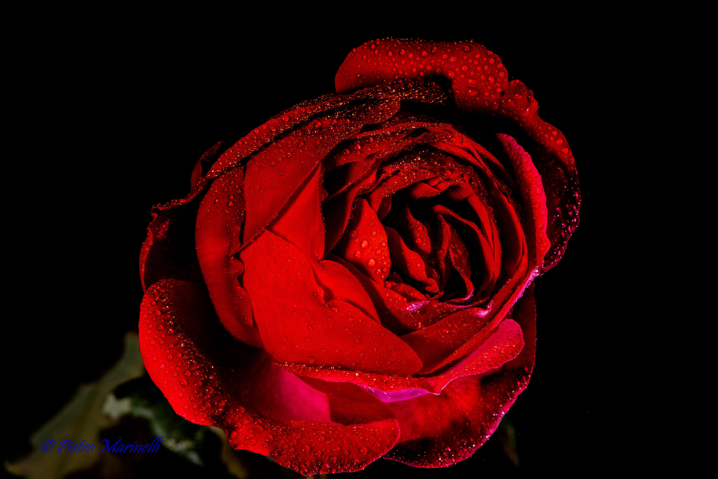 last rose