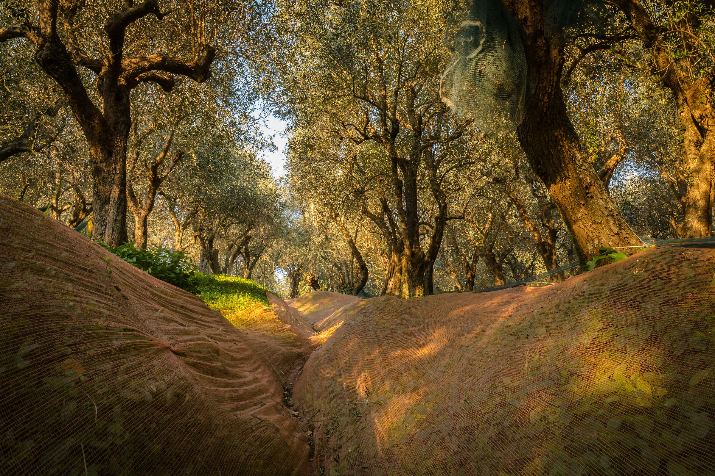 "The olive grove"