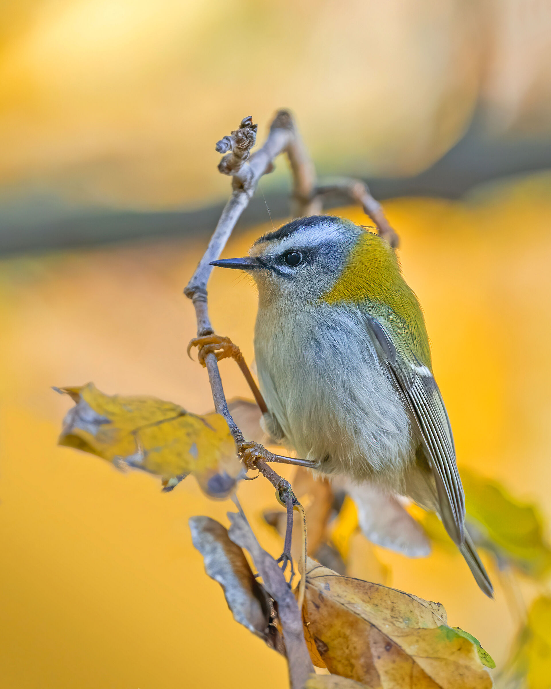 Fiorrancino (Regulus ignicapilla)