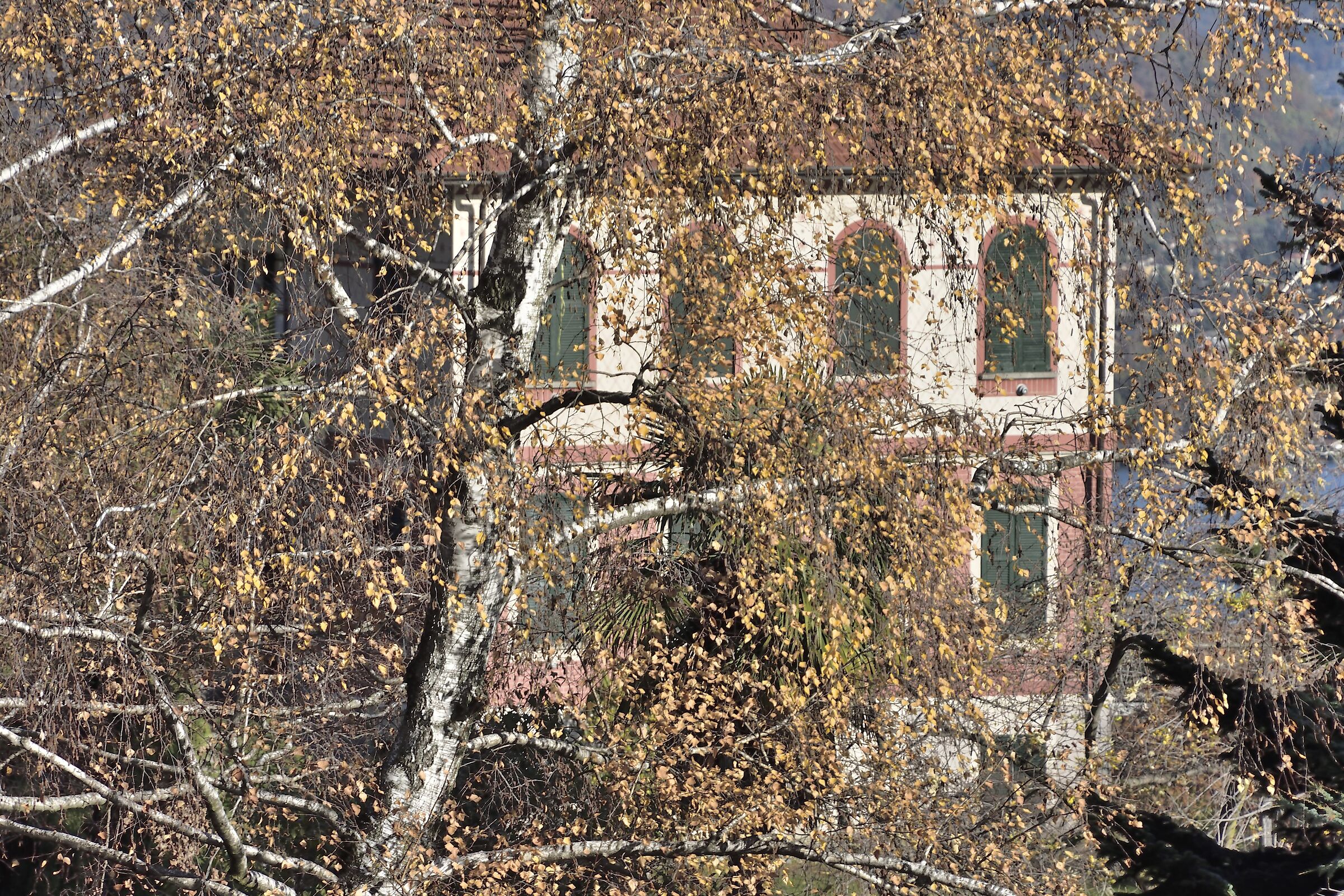 attraverso la betulla