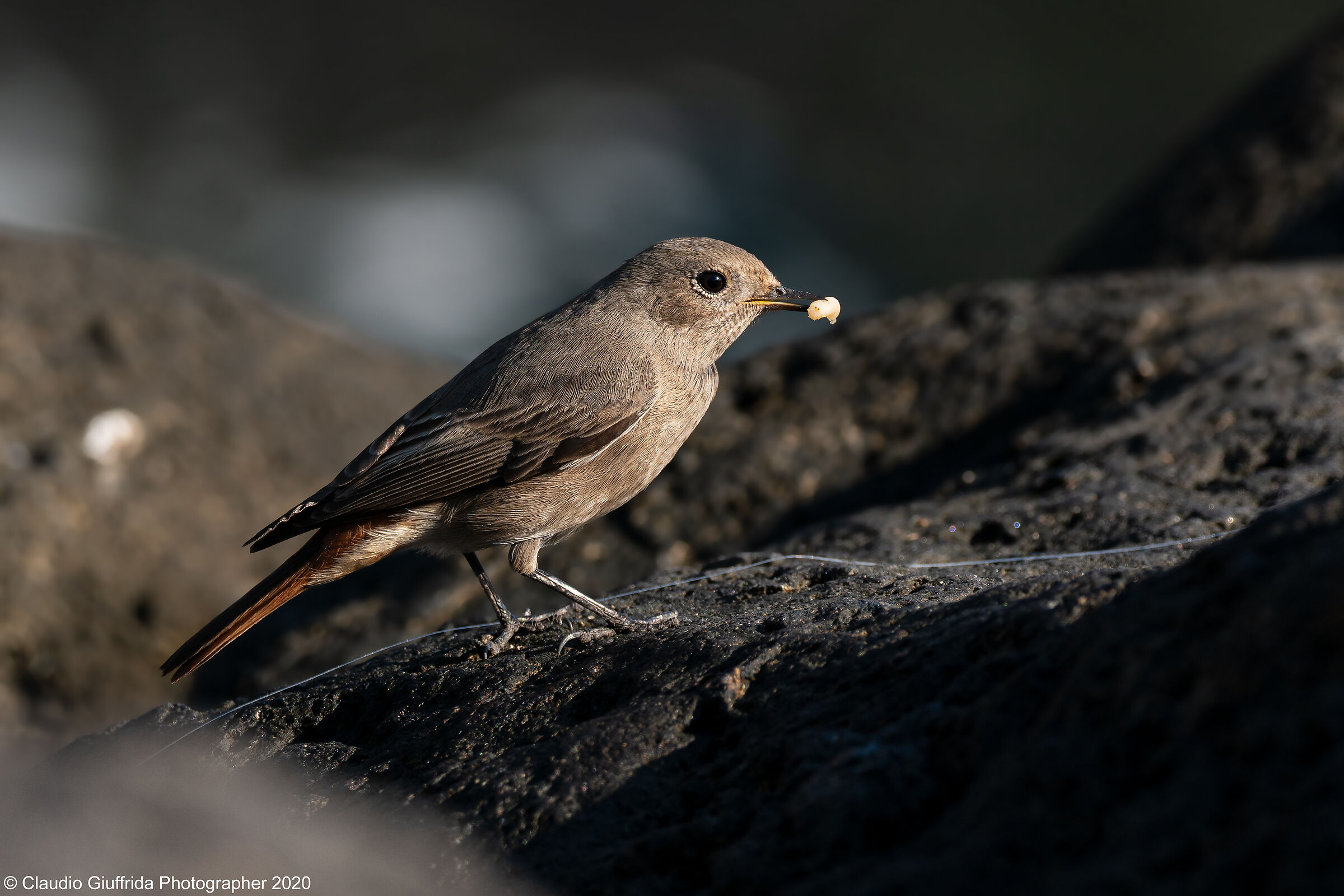 A pesca con il Codirosso