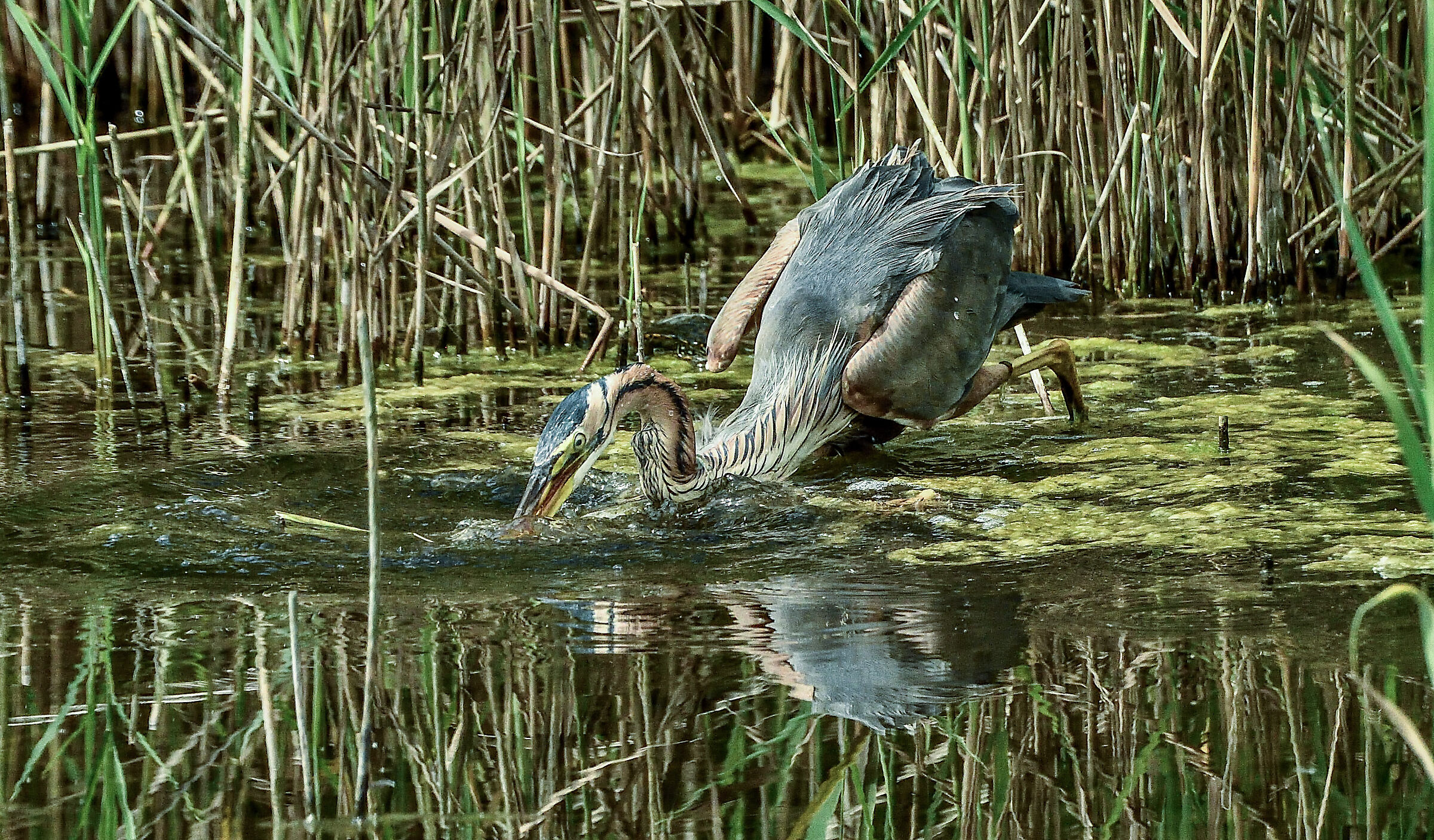 la pesca del rosso - sequenza 1