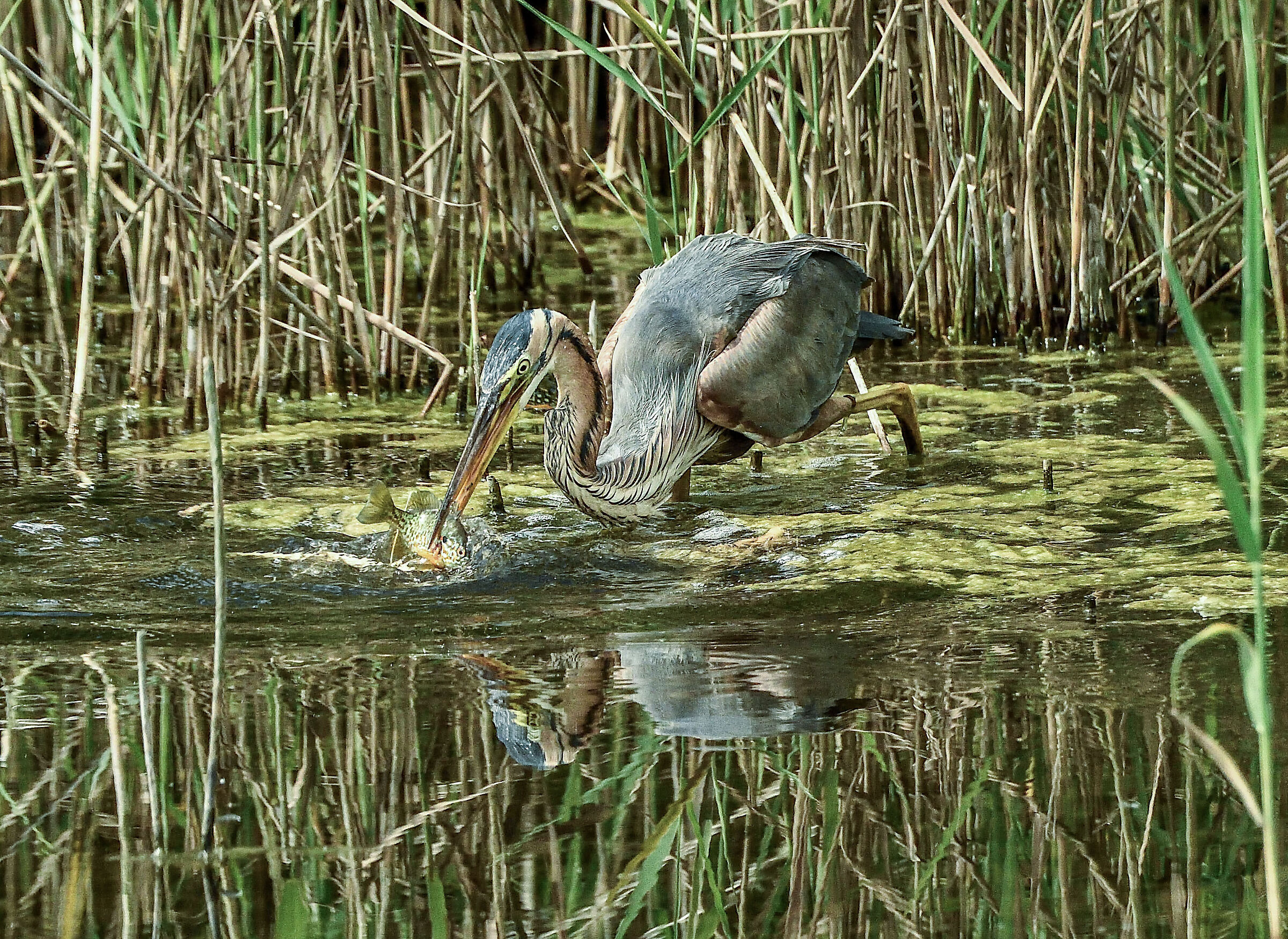 la pesca del rosso - sequenza 2