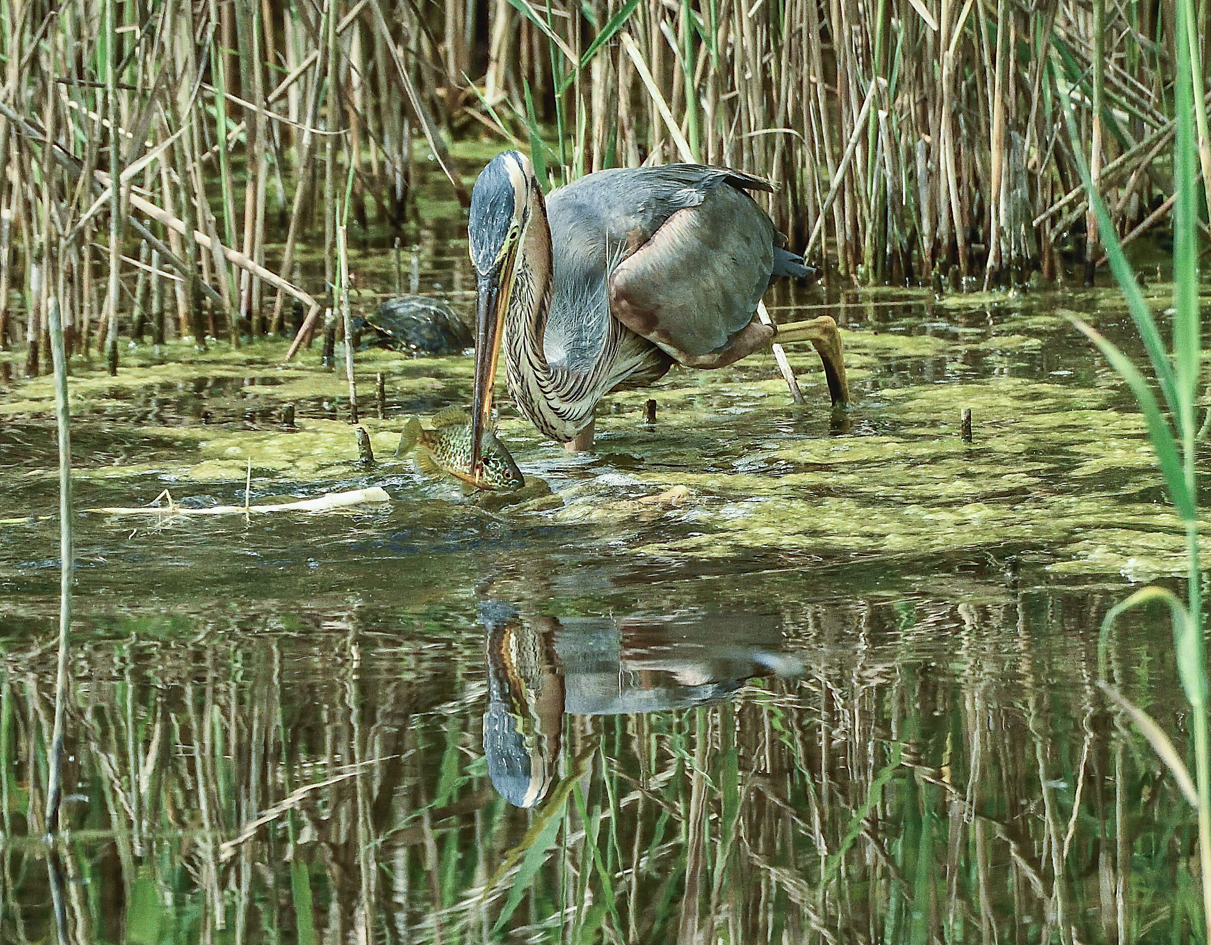 la pesca del rosso - sequenza 3