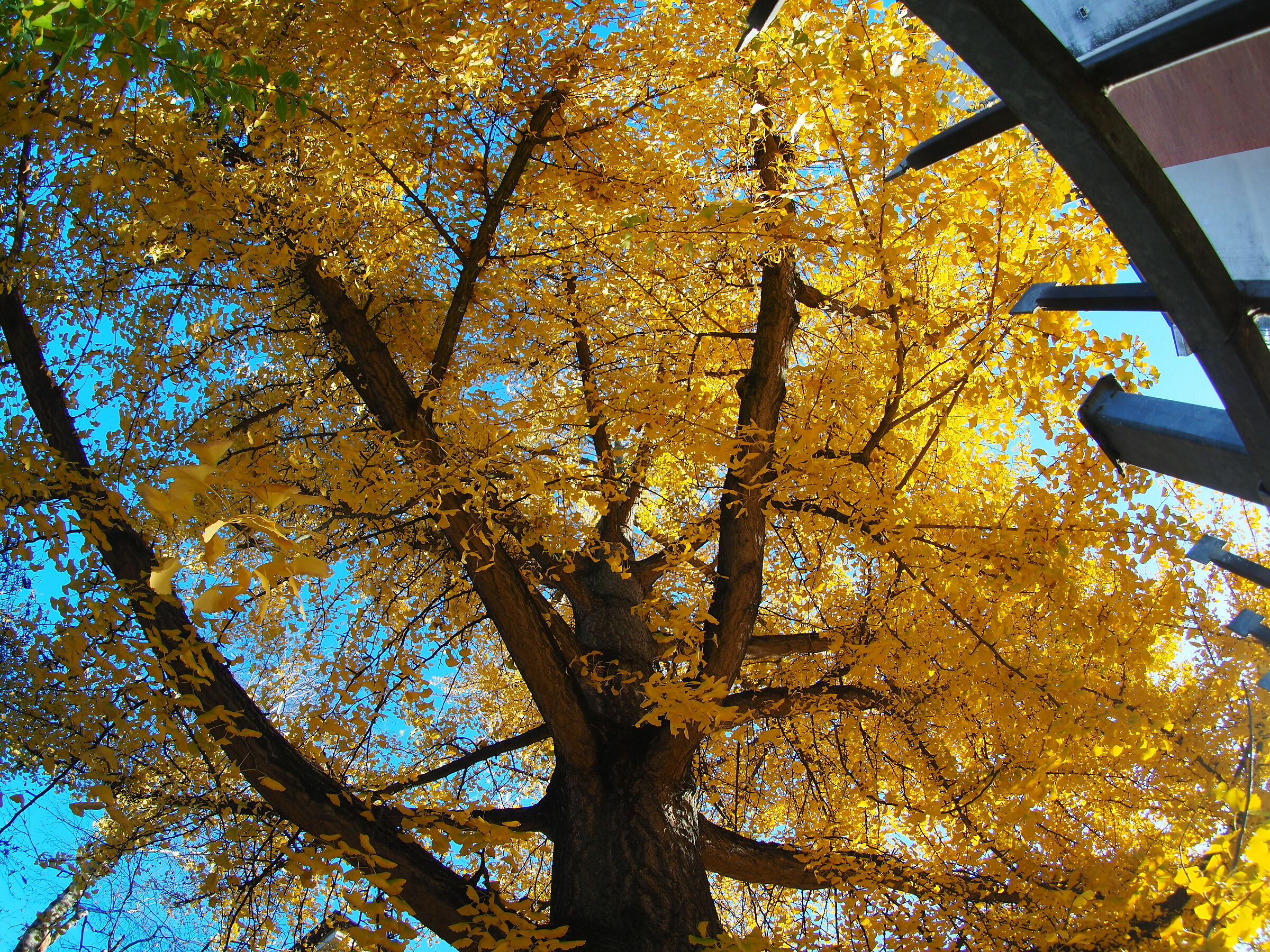 The plant of " Joseph "