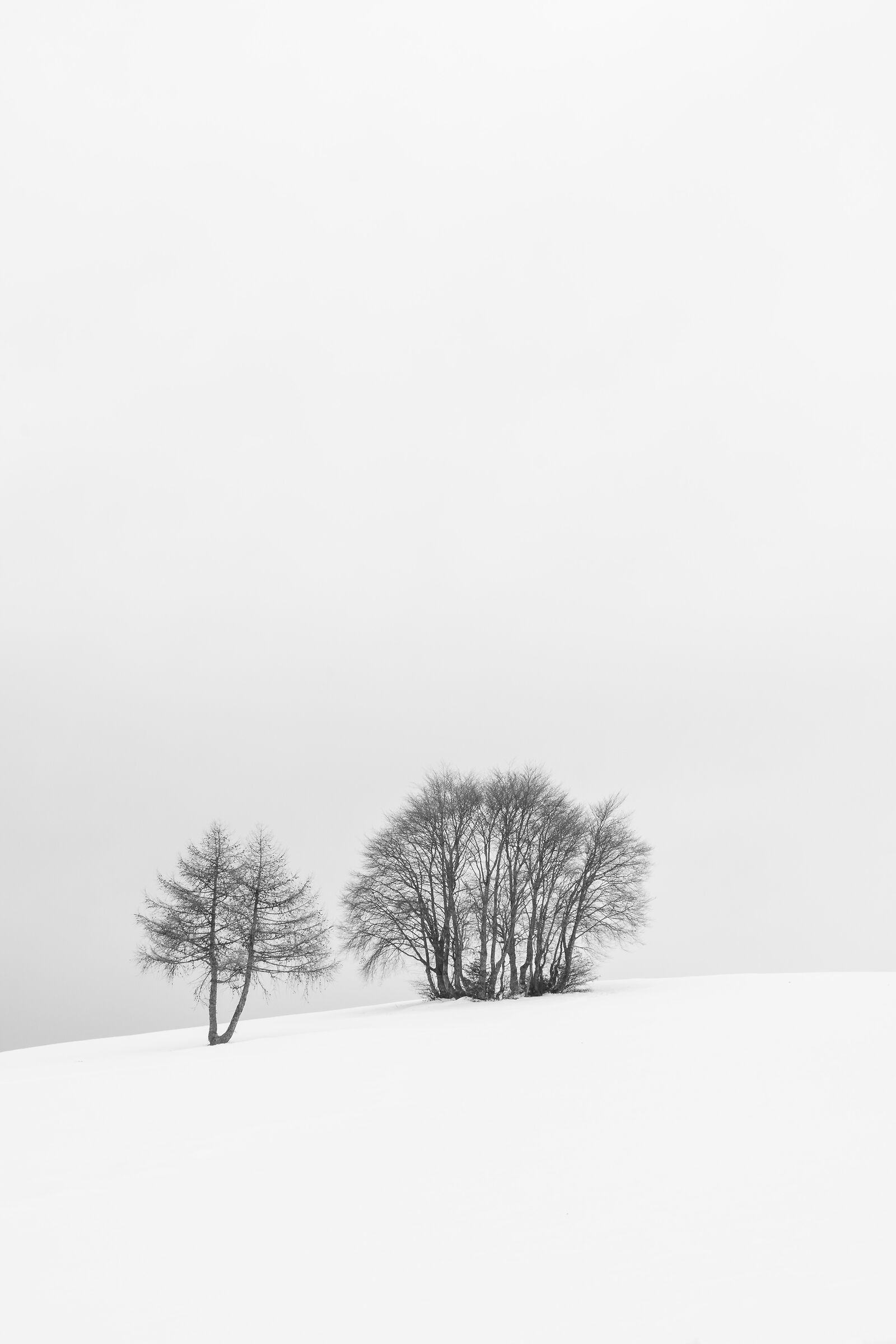 Nel bianco