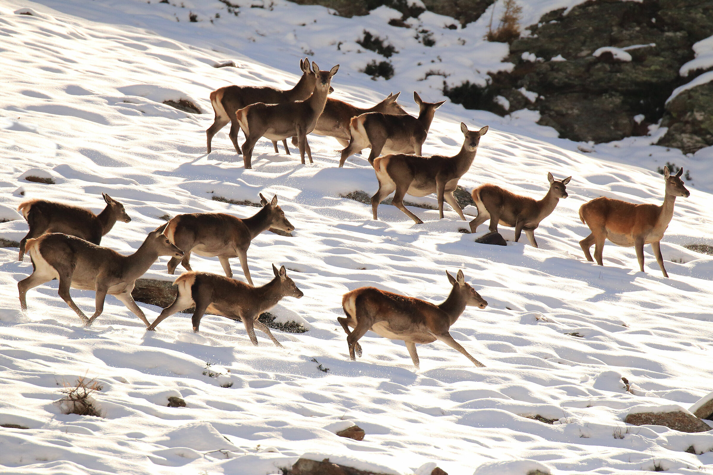 branco di cervi femmine