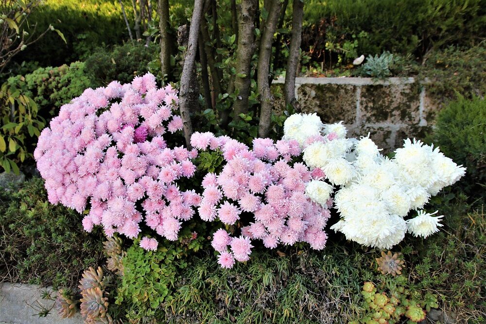 Fiori dello Zio Atti e Zia Chicca
