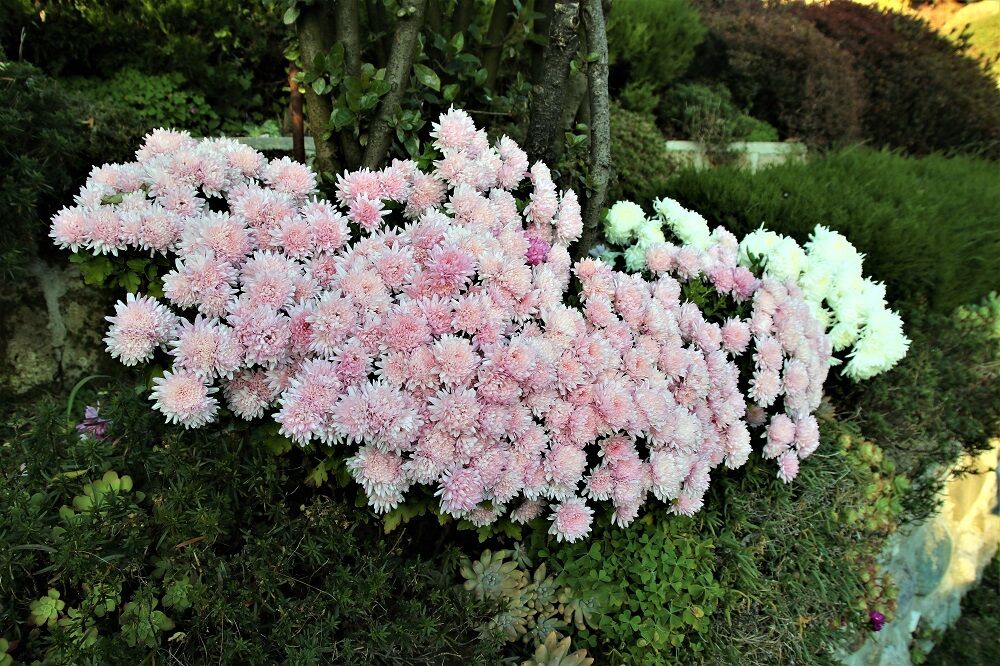 Nel giardino degli Zii