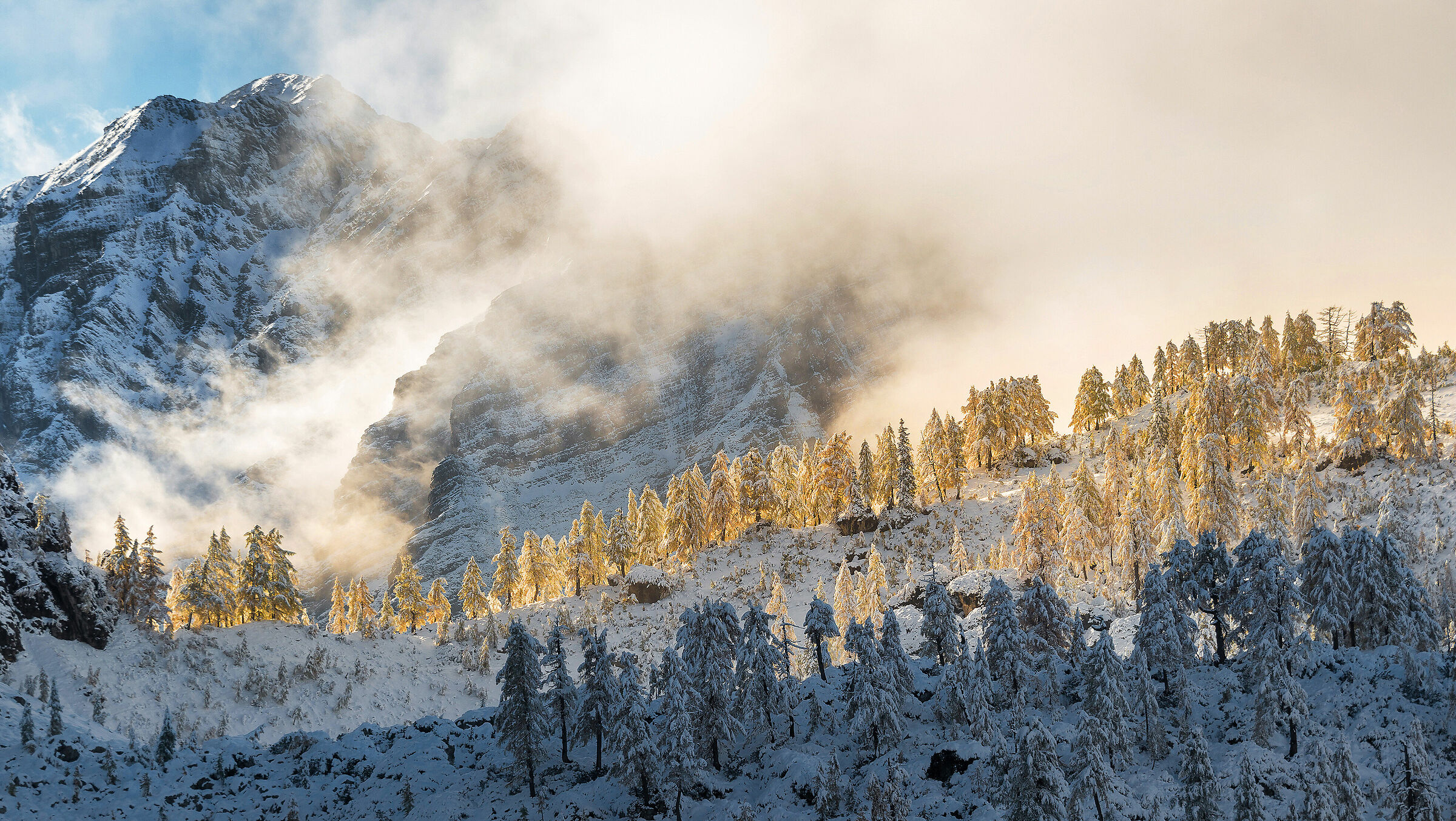 Golden larches in snow