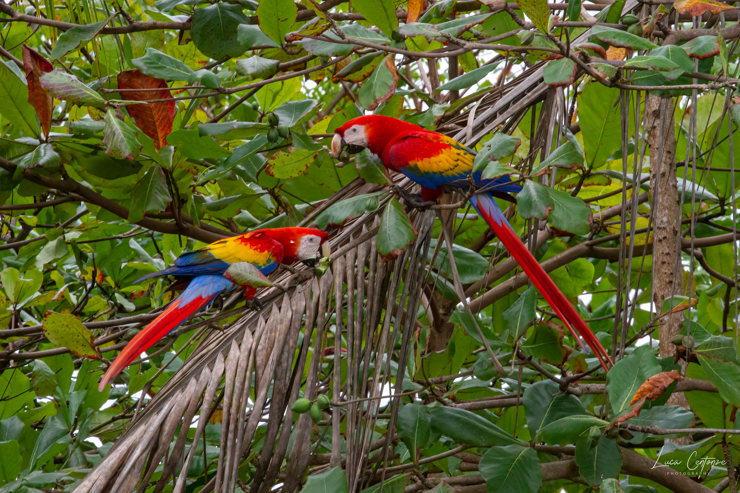 Scarlet Macaw (Scarlet Macaw)