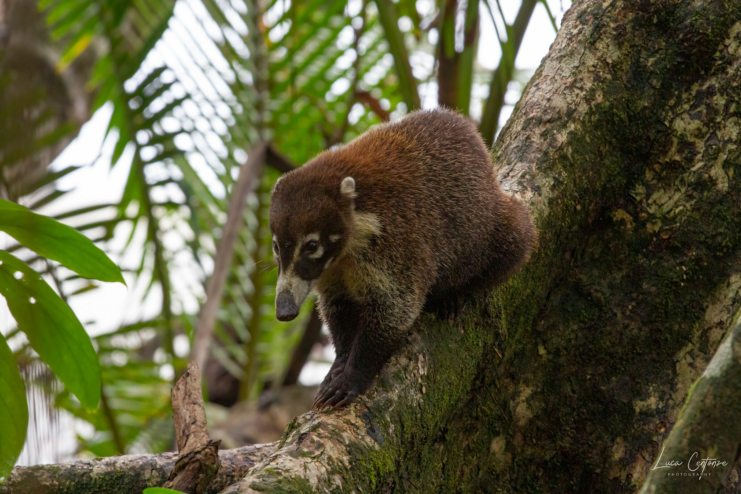 Coati