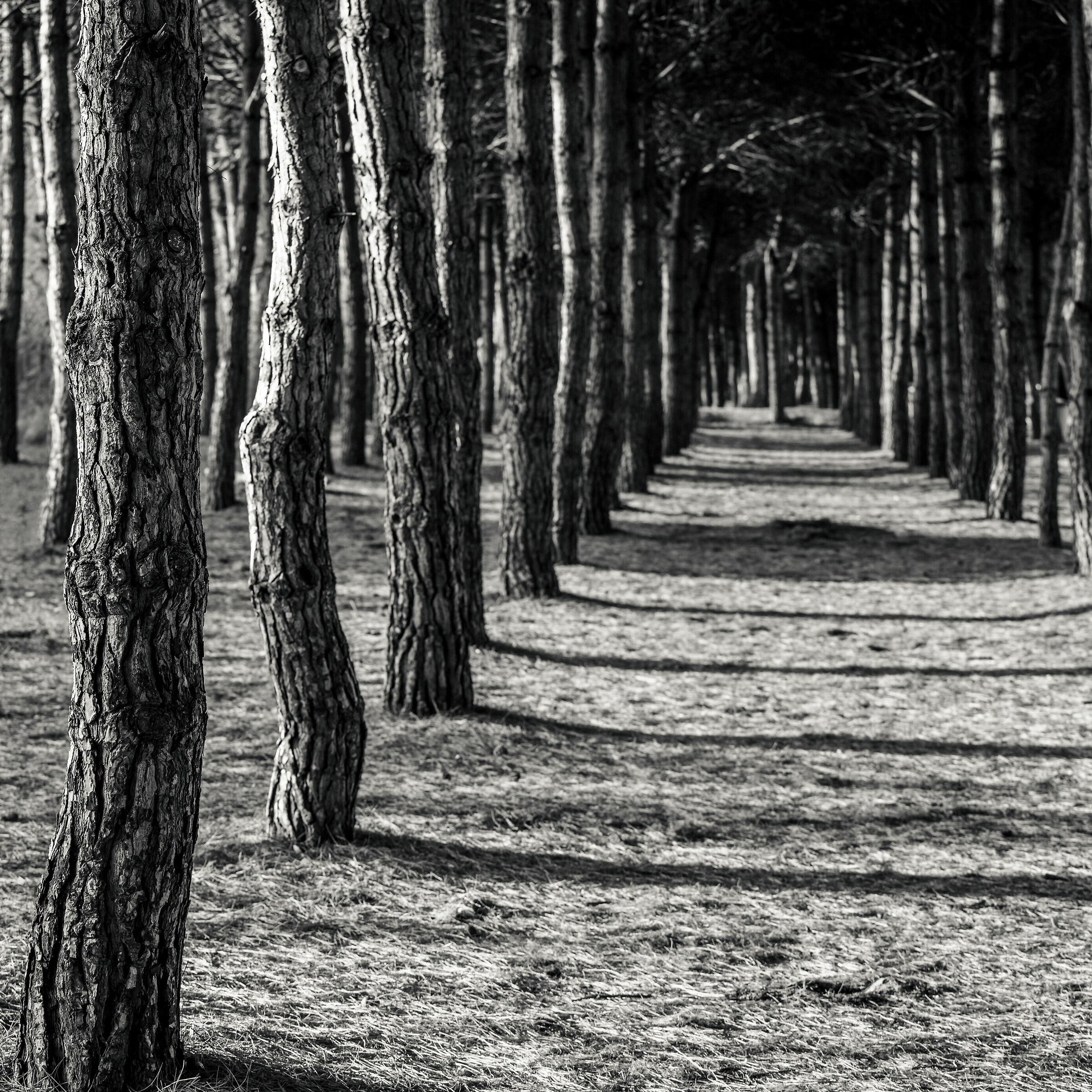 Pine forest - Study#2