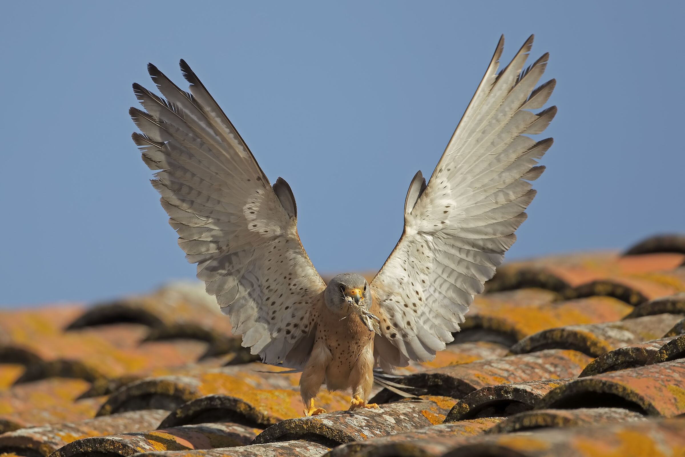 The Wings of the Cricketer