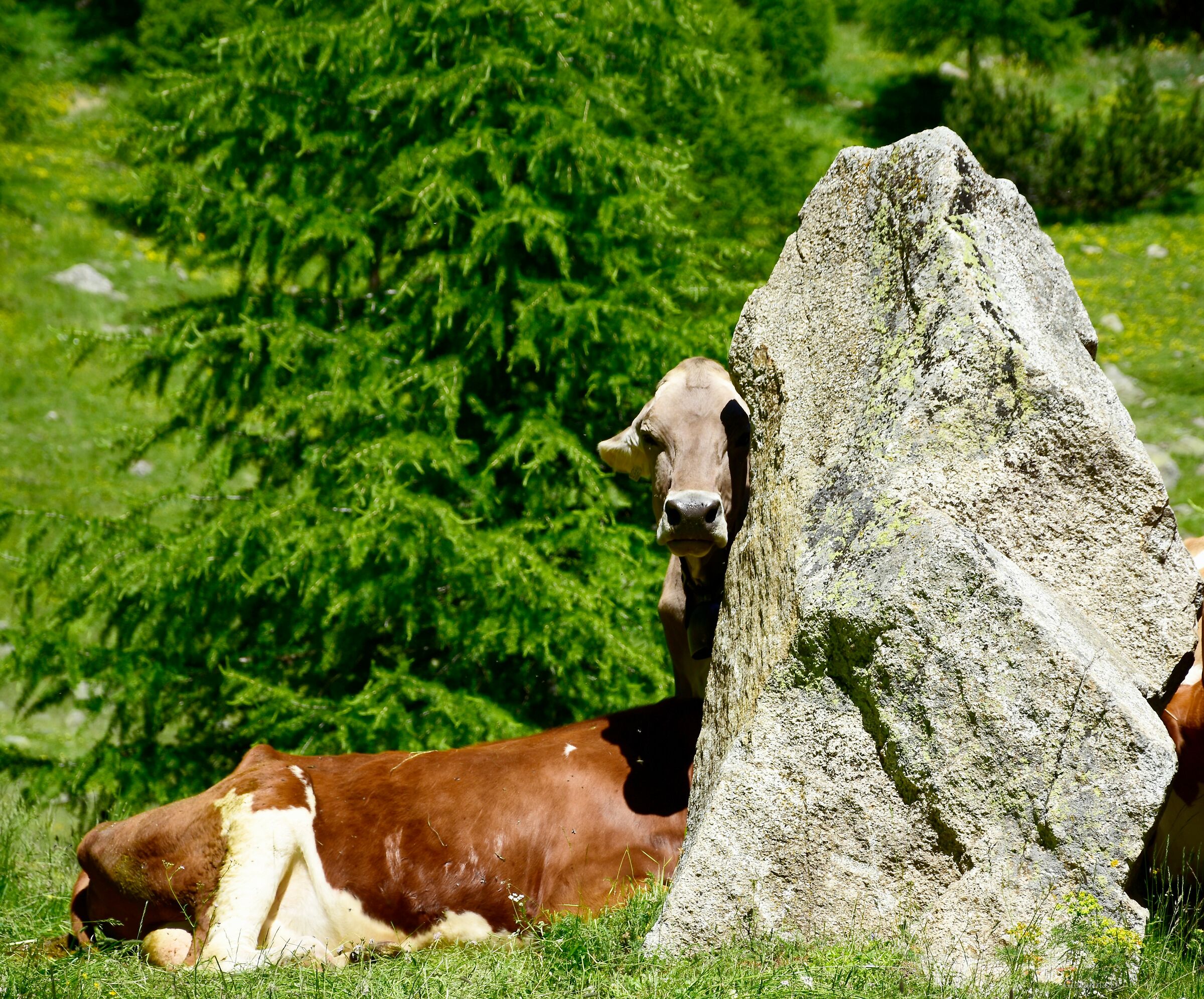 Mucca Furba quasi nascosta