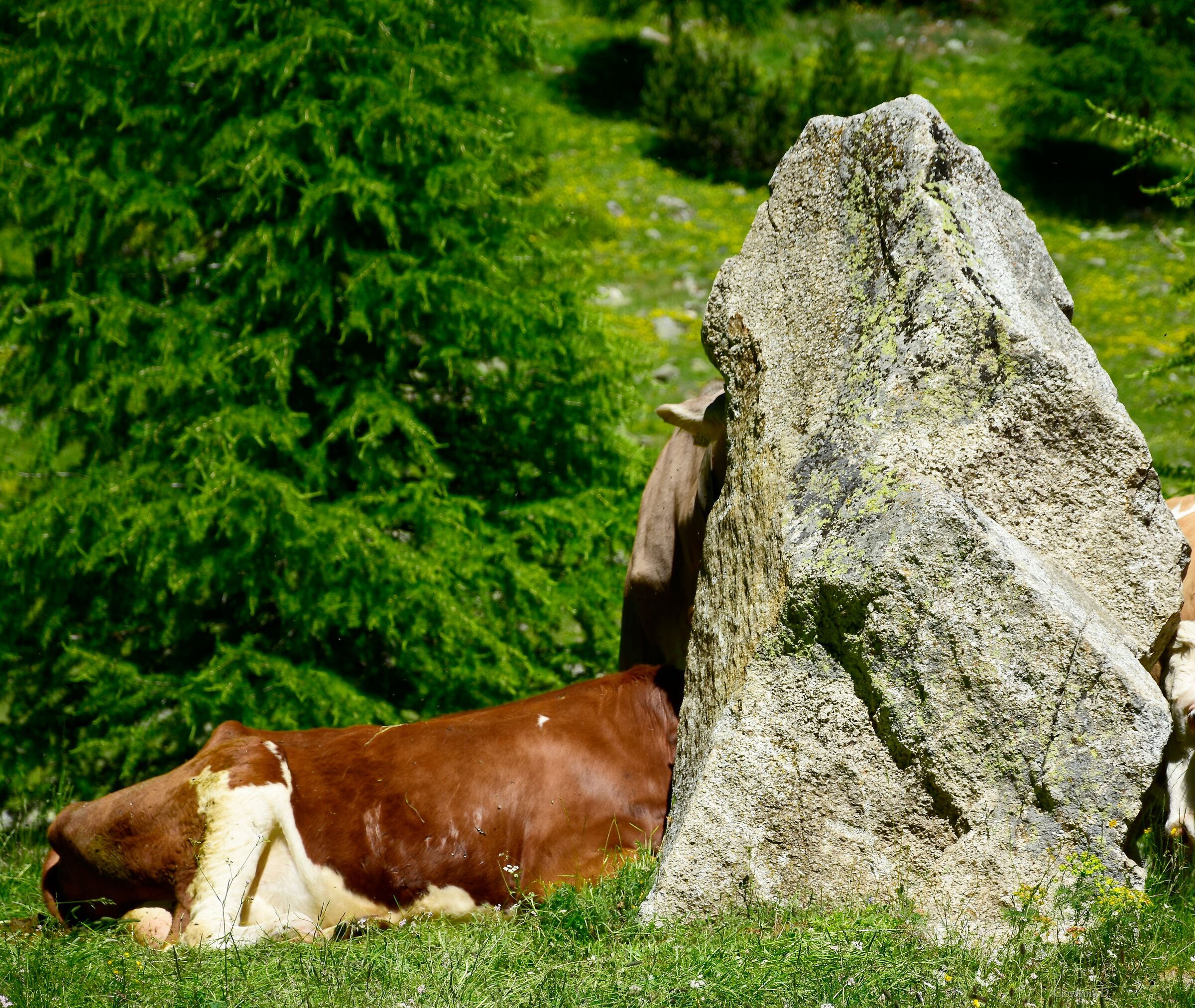 Mucca Furba...tutta nascosta!