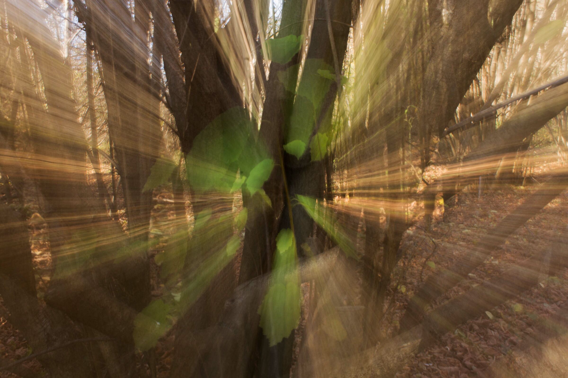 Esplosioni nella boscaglia