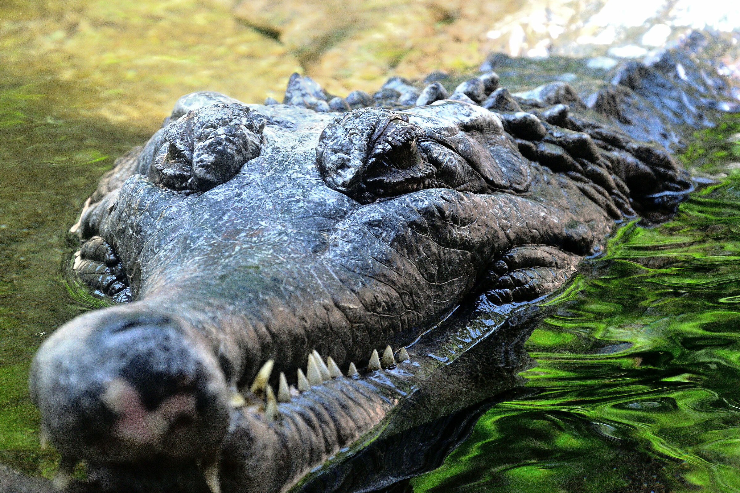 Attento Capitan Uncino