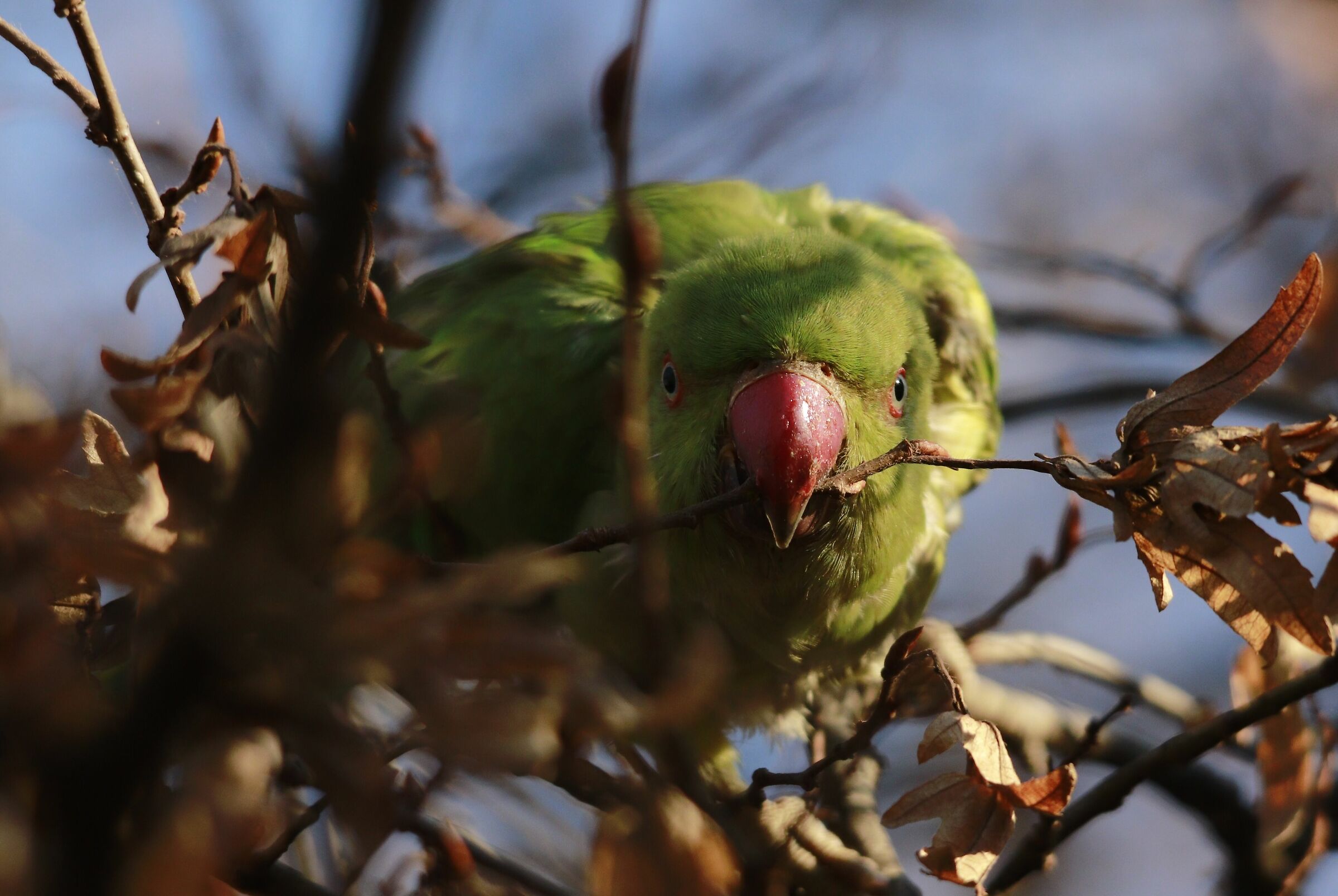 collared parakeet face-to-face 24/11/2020