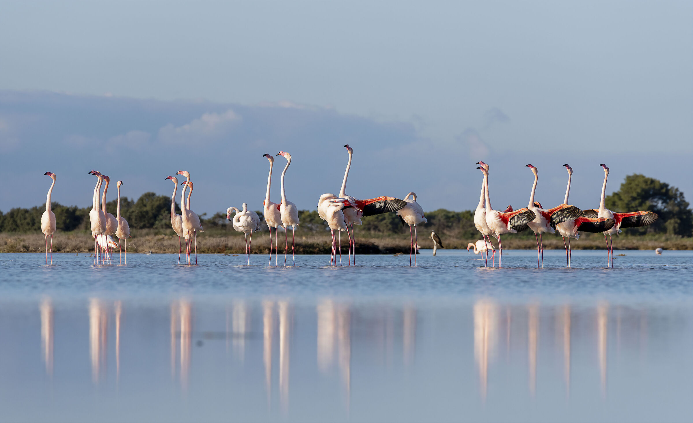 danza nuziale con gradito ospite