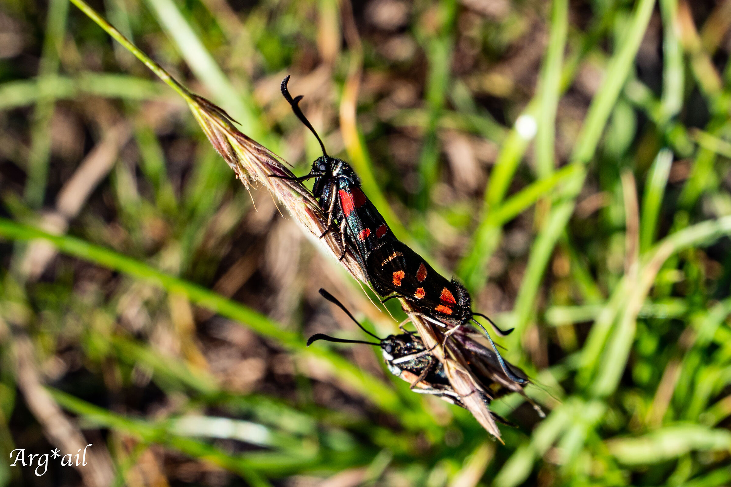 Butterflies on stem