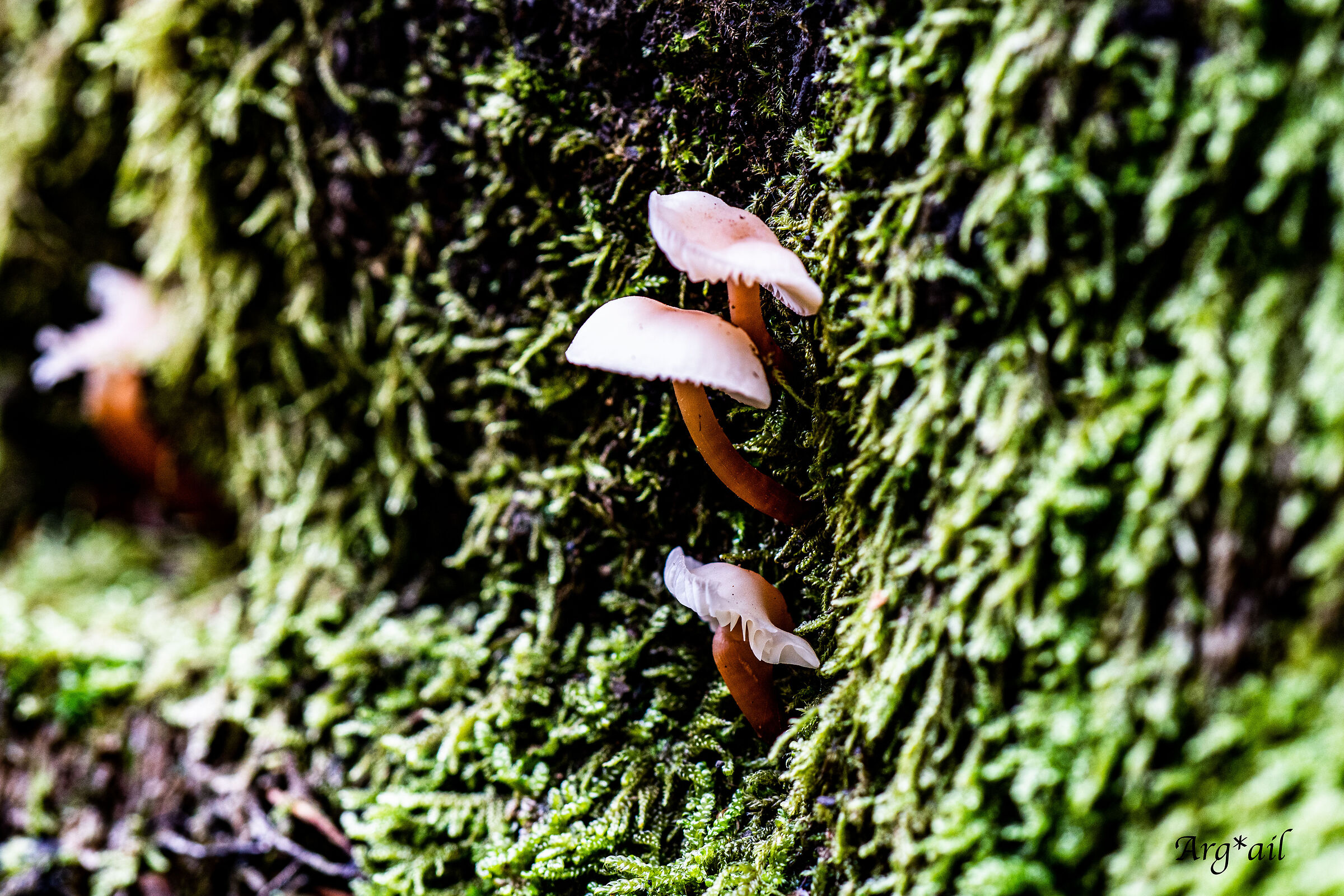Mushrooms