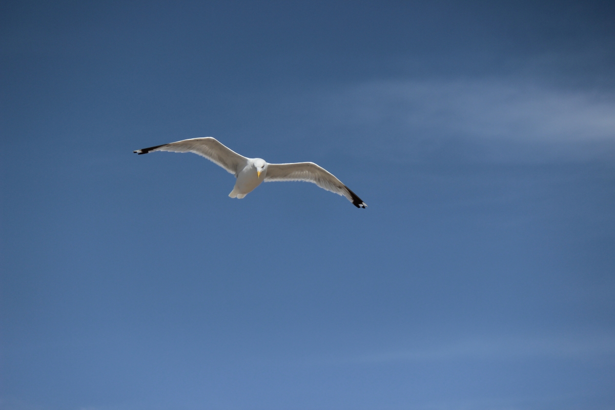 Seagull in the blue sky