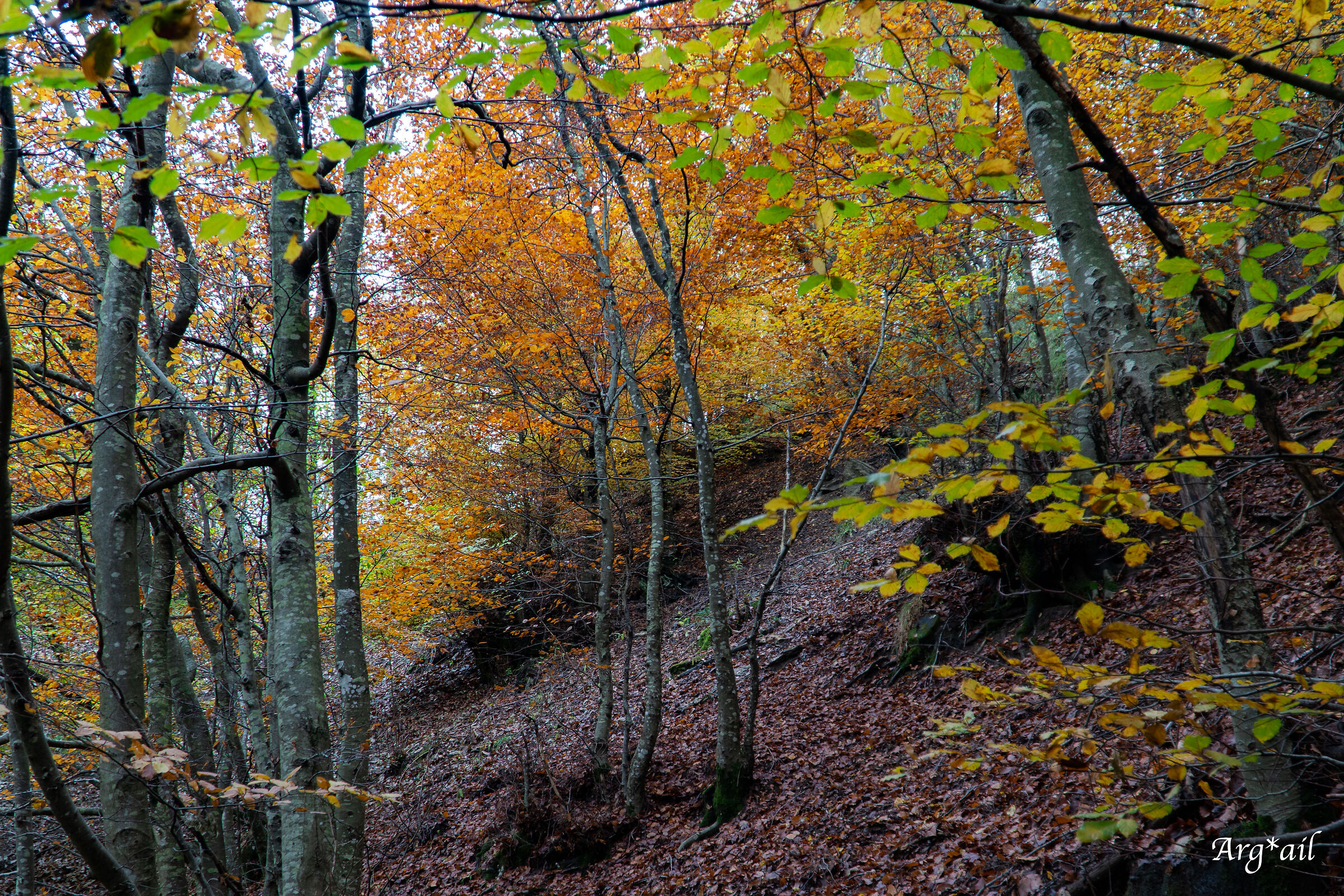 Woods