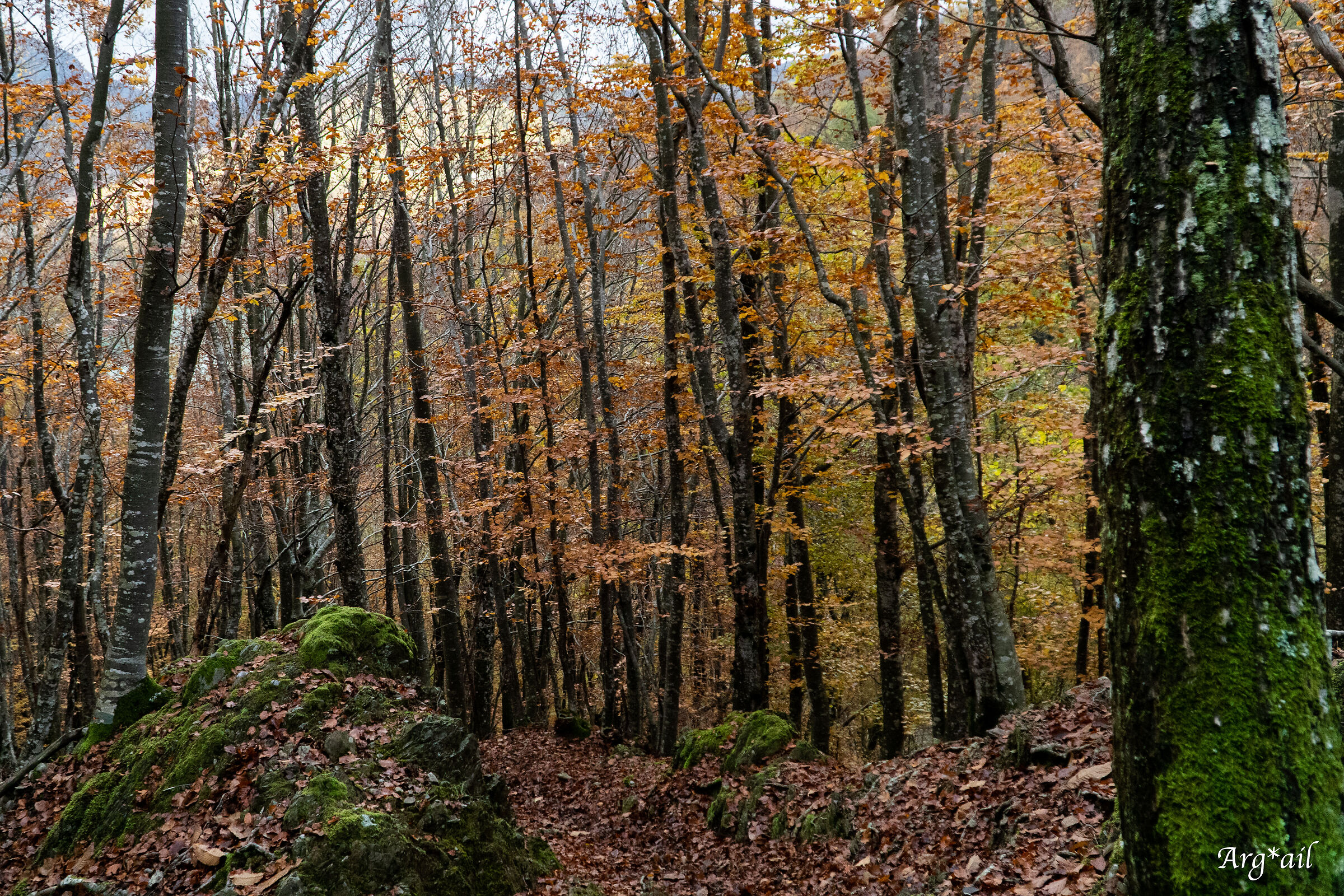 Woods