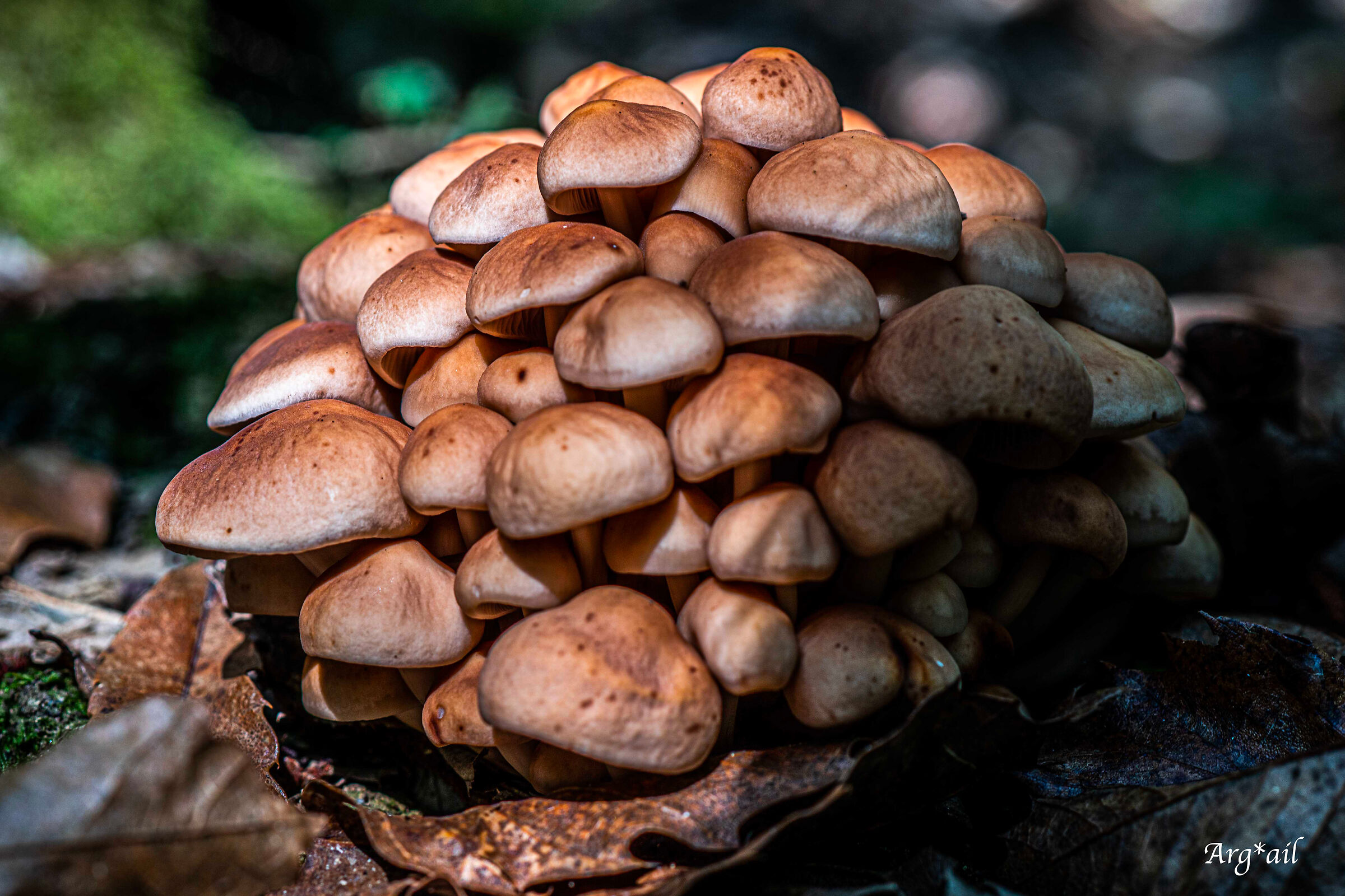 Cluster mushrooms