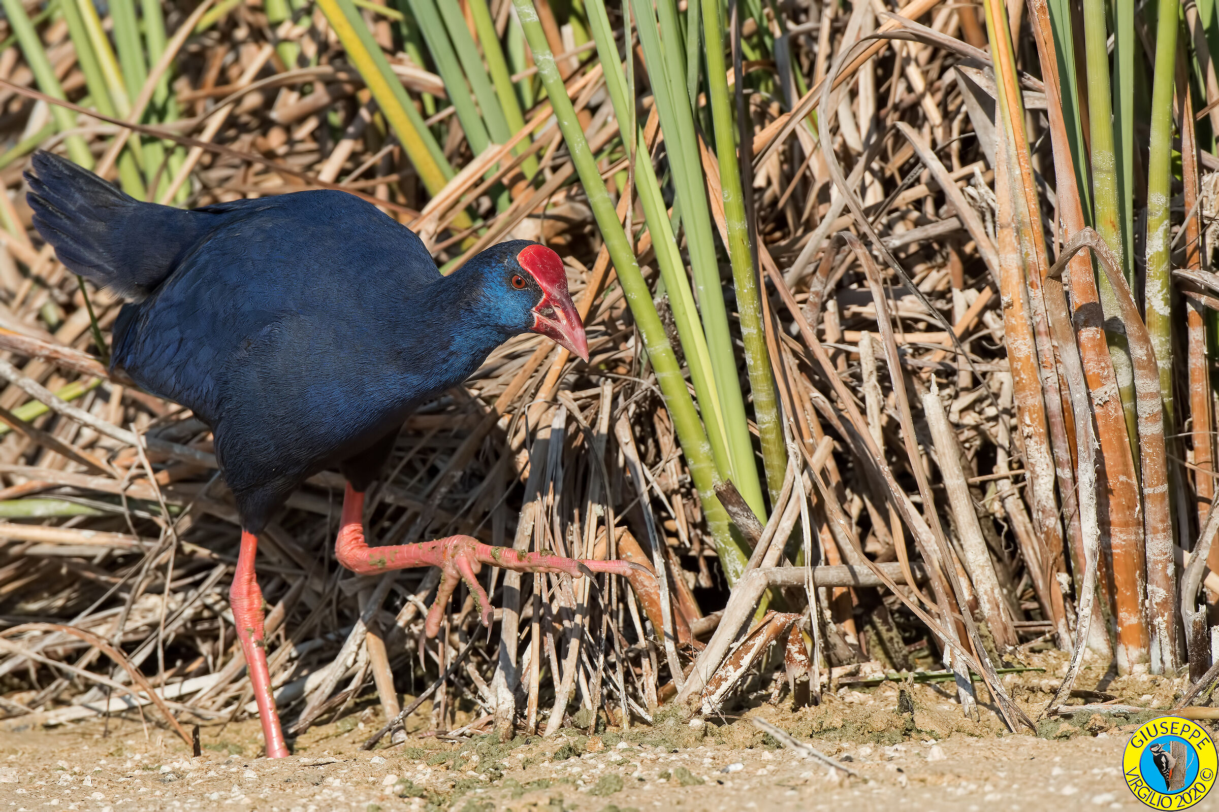 Pollo Sultano (Sardegna) 2020