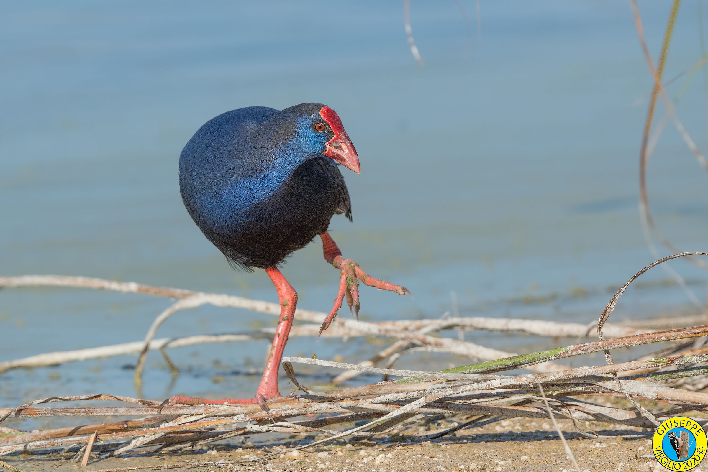 Pollo Sultano (Sardegna) 2020