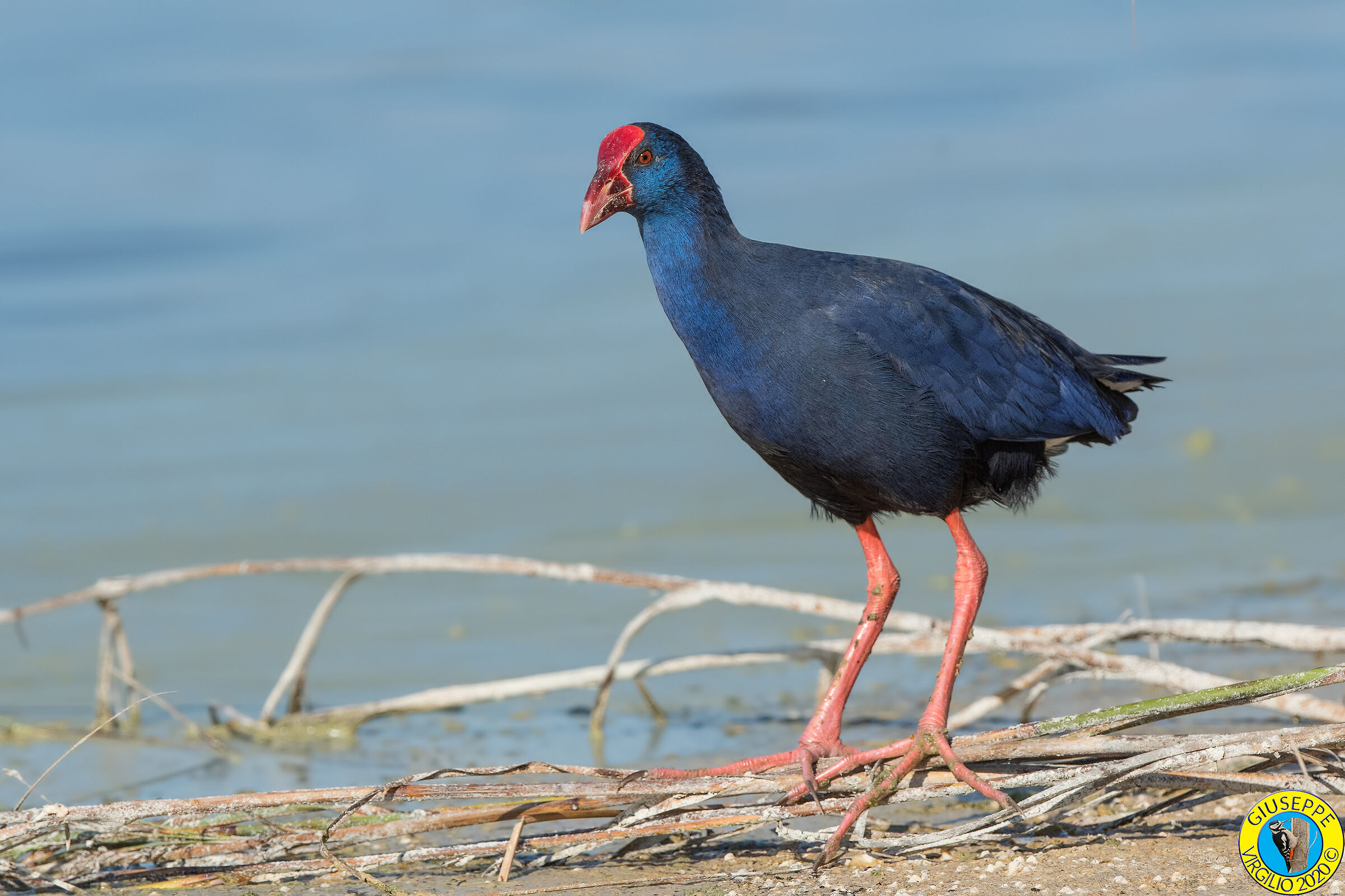Pollo Sultano (Sardegna) 2020