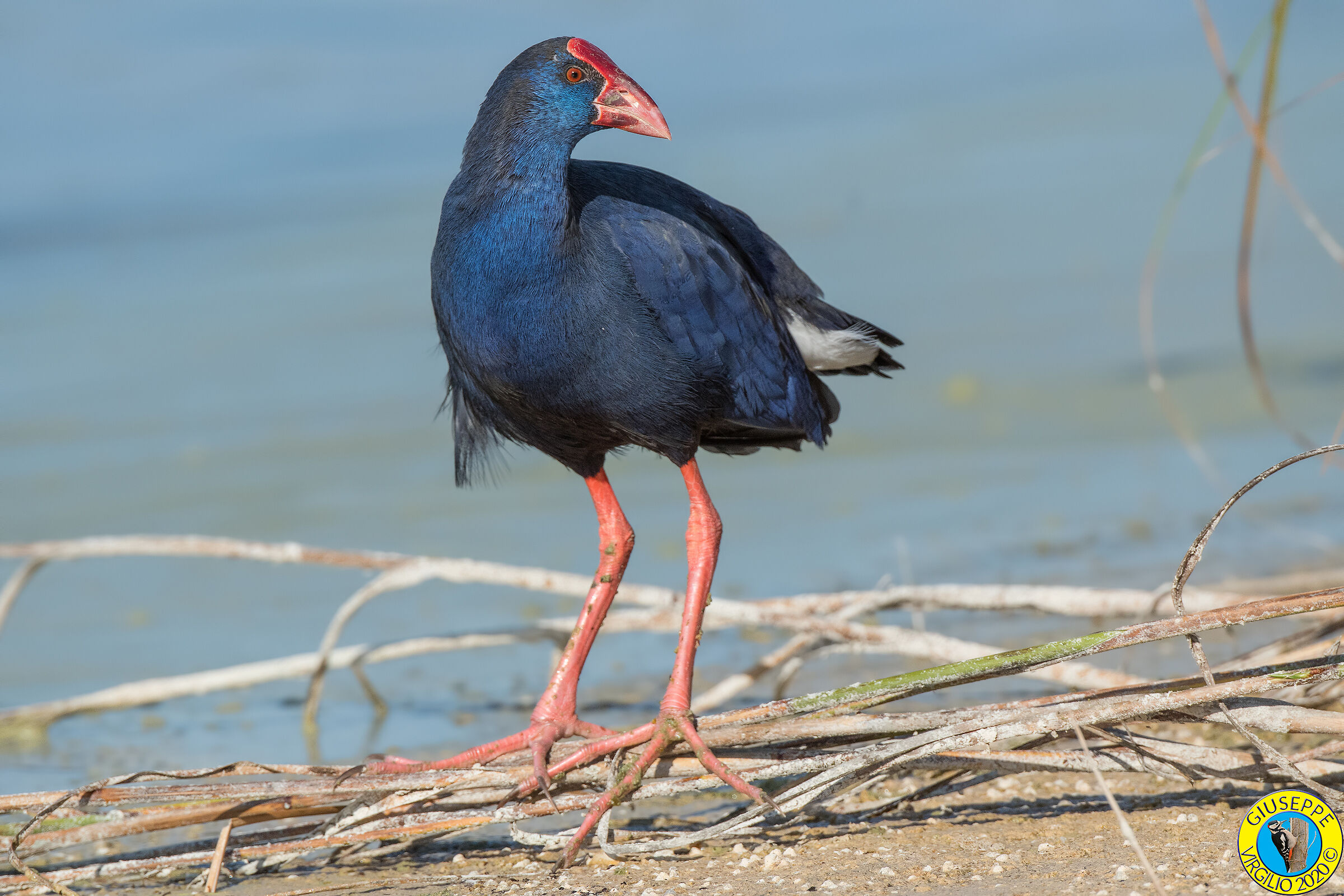 Pollo Sultano (Sardegna) 2020