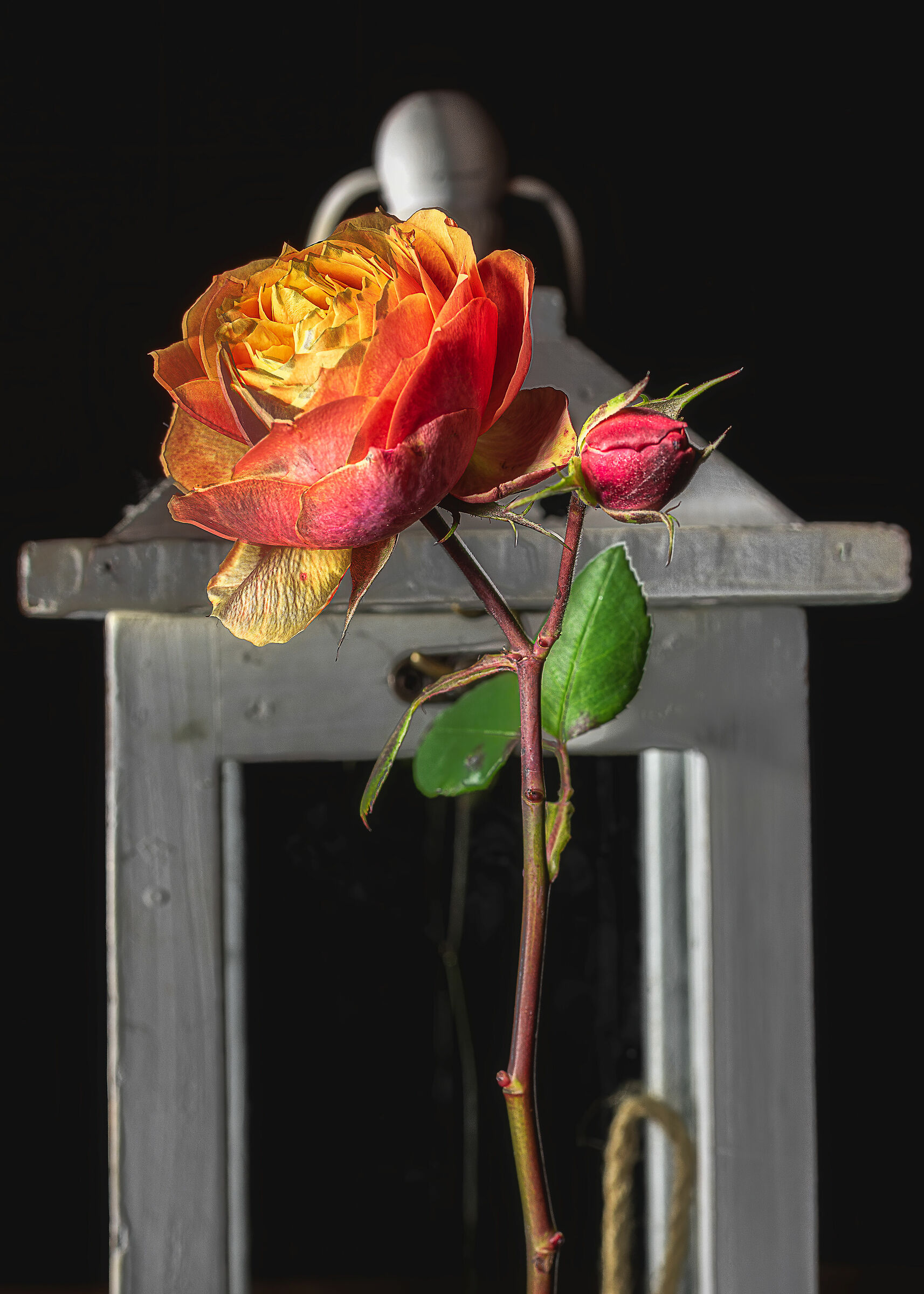 prima che i gatti ti mangino la rosa