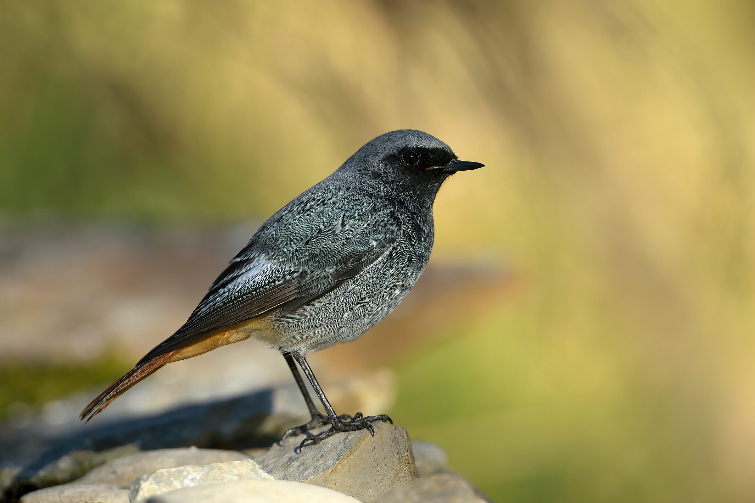 Codirosso fireplace m.