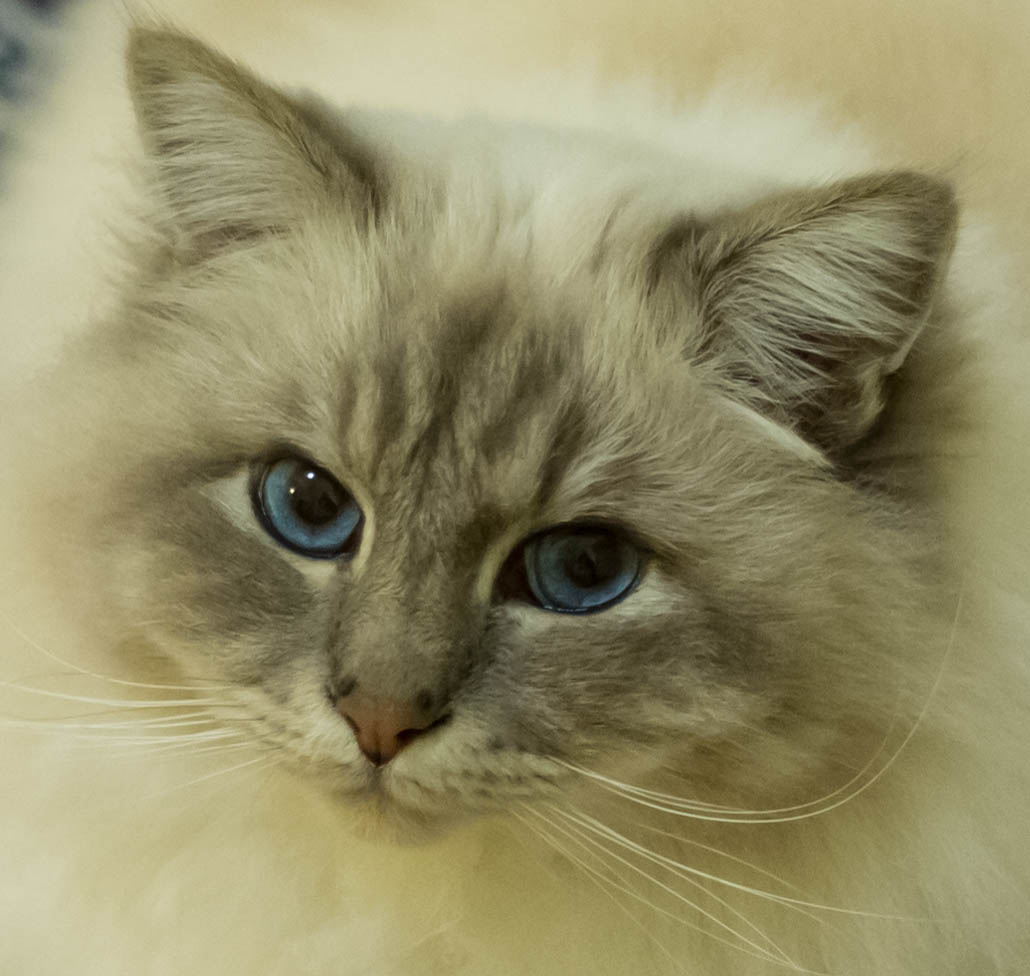 Il mio migliore amico.