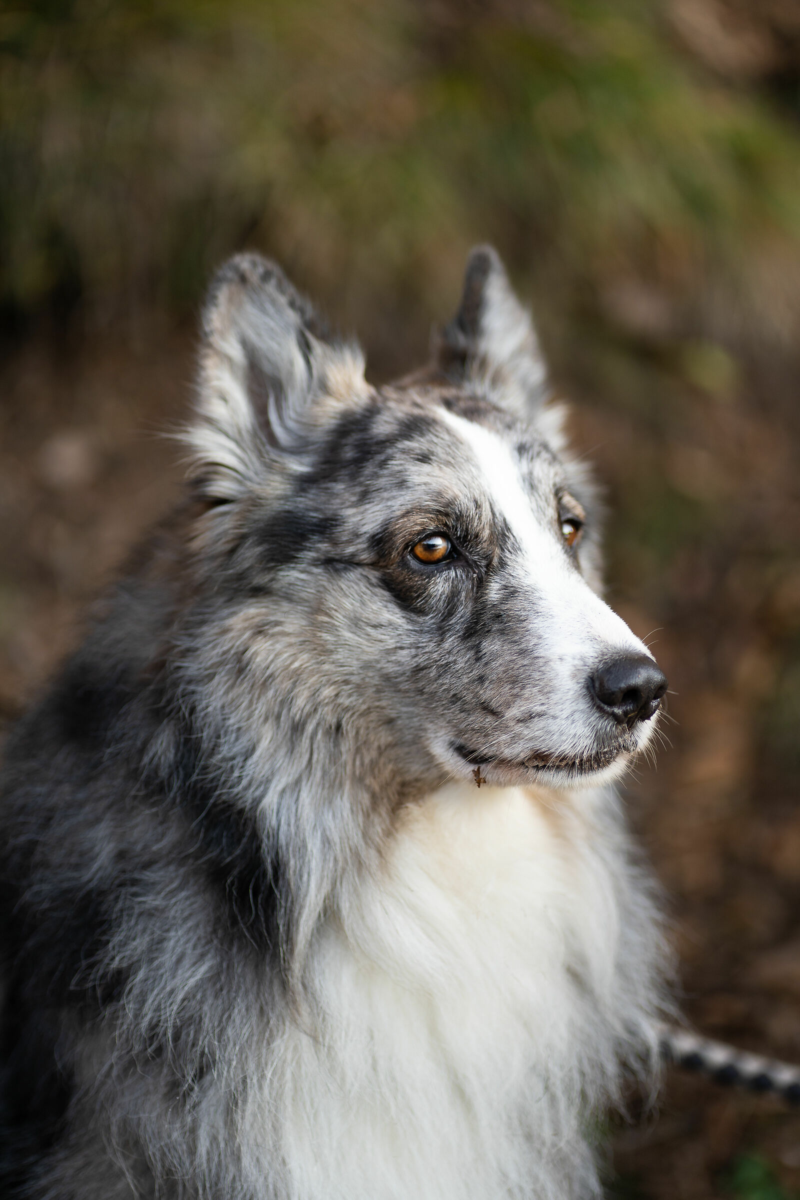 Encounters with animals